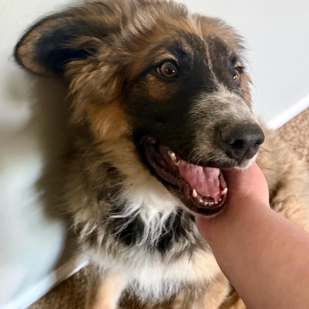 Wilbur, a Adoptable mixed breed in Boulder, CO image 3/6