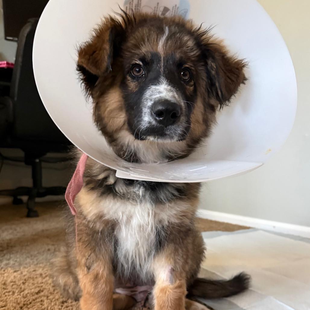 Wilbur, a Adoptable mixed breed in Boulder, CO image 4/6