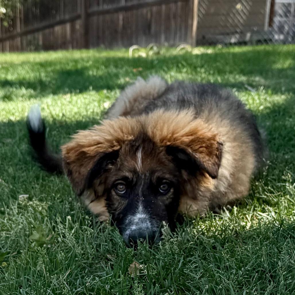 Wilbur, a Adoptable mixed breed in Boulder, CO image 5/6