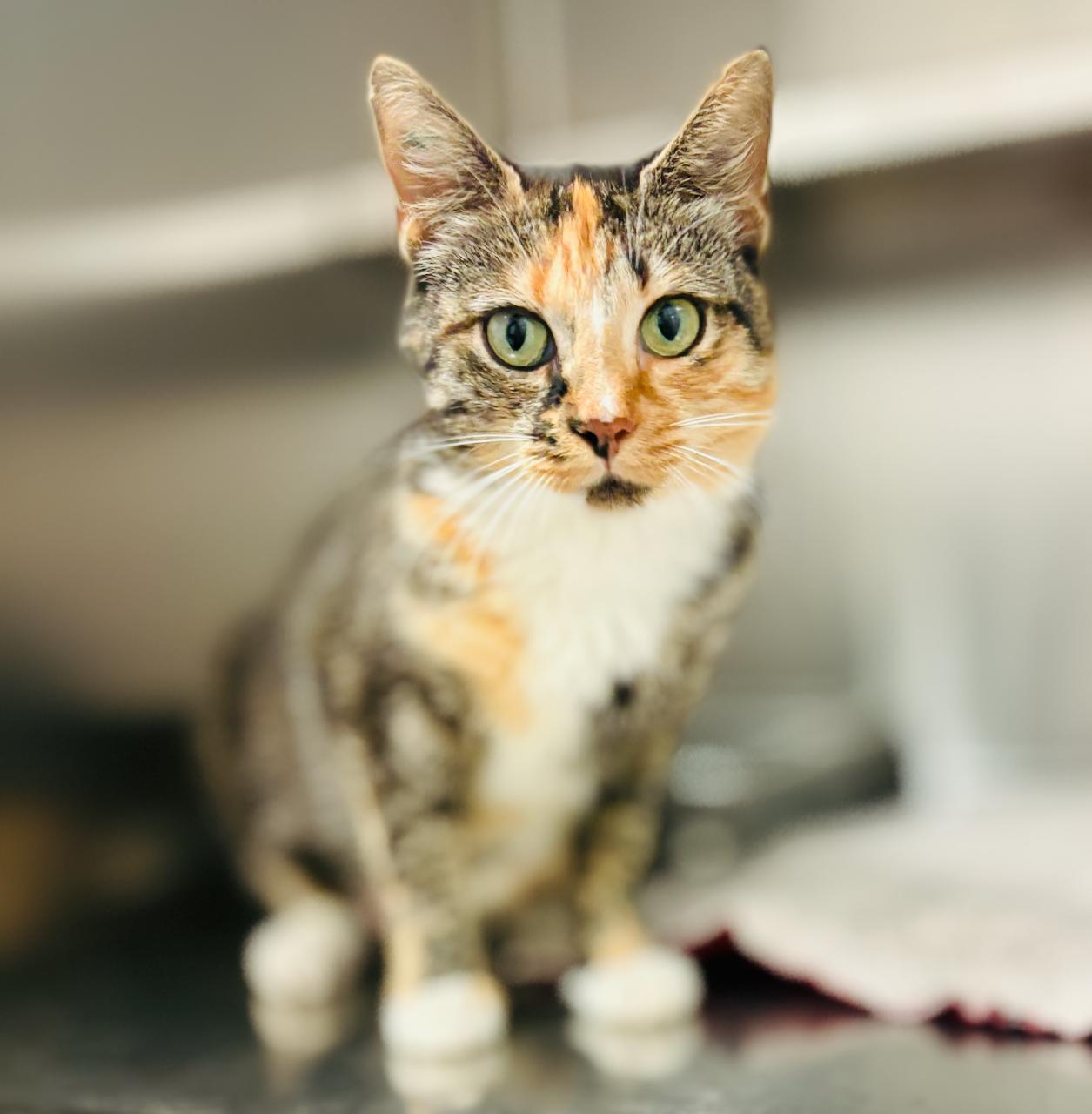 Lilly, an adoptable Domestic Short Hair in St Stephen, NB, E3L 2X2 | Photo Image 1