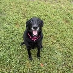 Enlarge Mabel, a Adopted mixed breed in Brockton, MA image 1/3