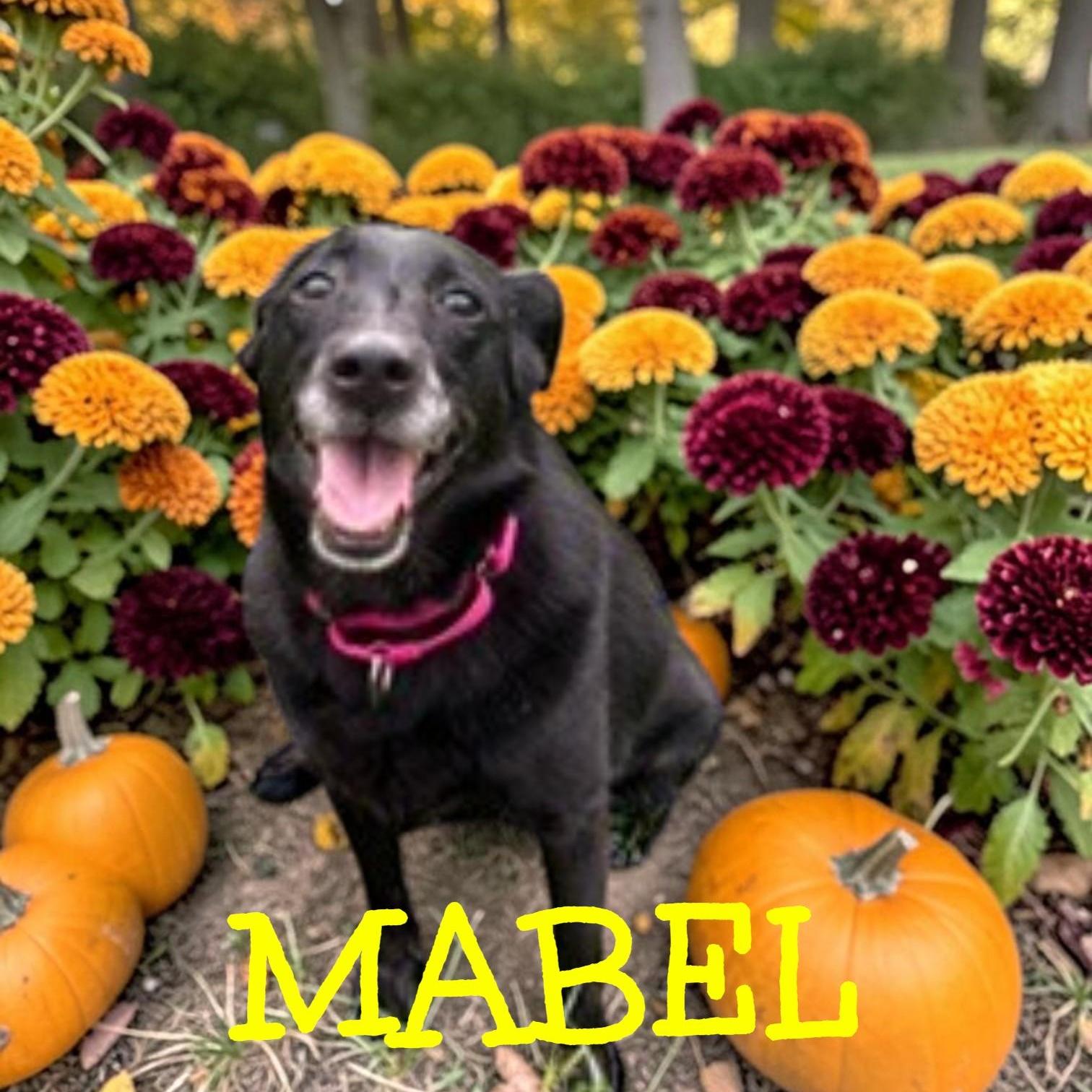 Enlarge Mabel, a Adopted mixed breed in Brockton, MA image 2/3