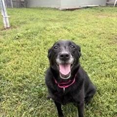 Enlarge Mabel, a Adopted mixed breed in Brockton, MA image 3/3
