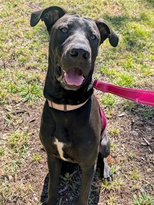 Zeke-Sweet, playful boy!, Adoptable, Young Male Great Dane & Labrador Retriever.