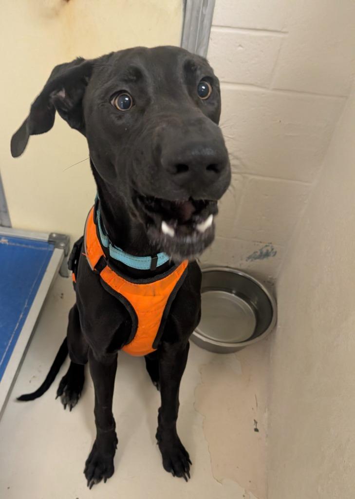 Enlarge Zeke-Sweet, playful boy!, a Adoptable mixed breed in Fort Myers, FL image 2/2