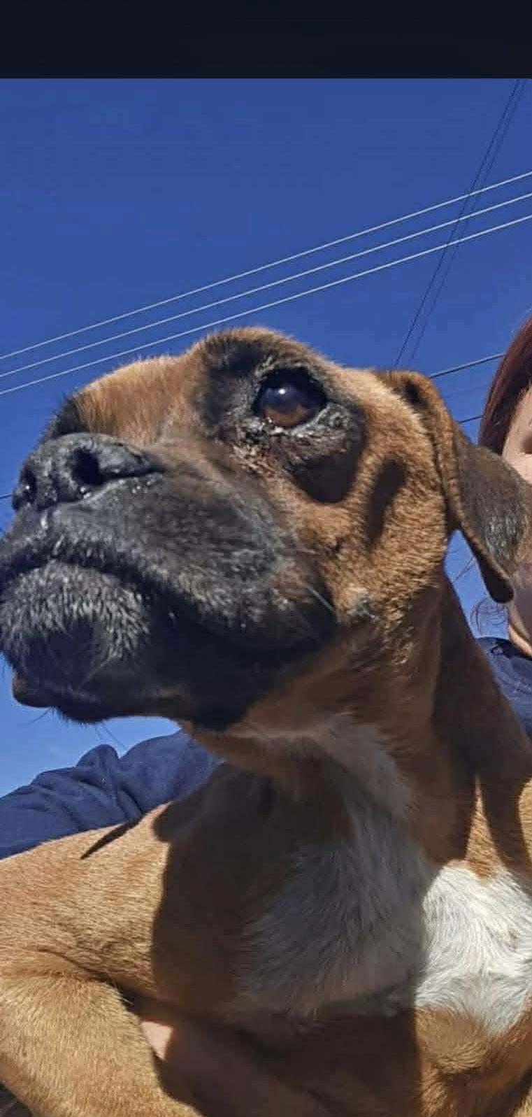 Lila, Adoptable, Young Female Boxer.