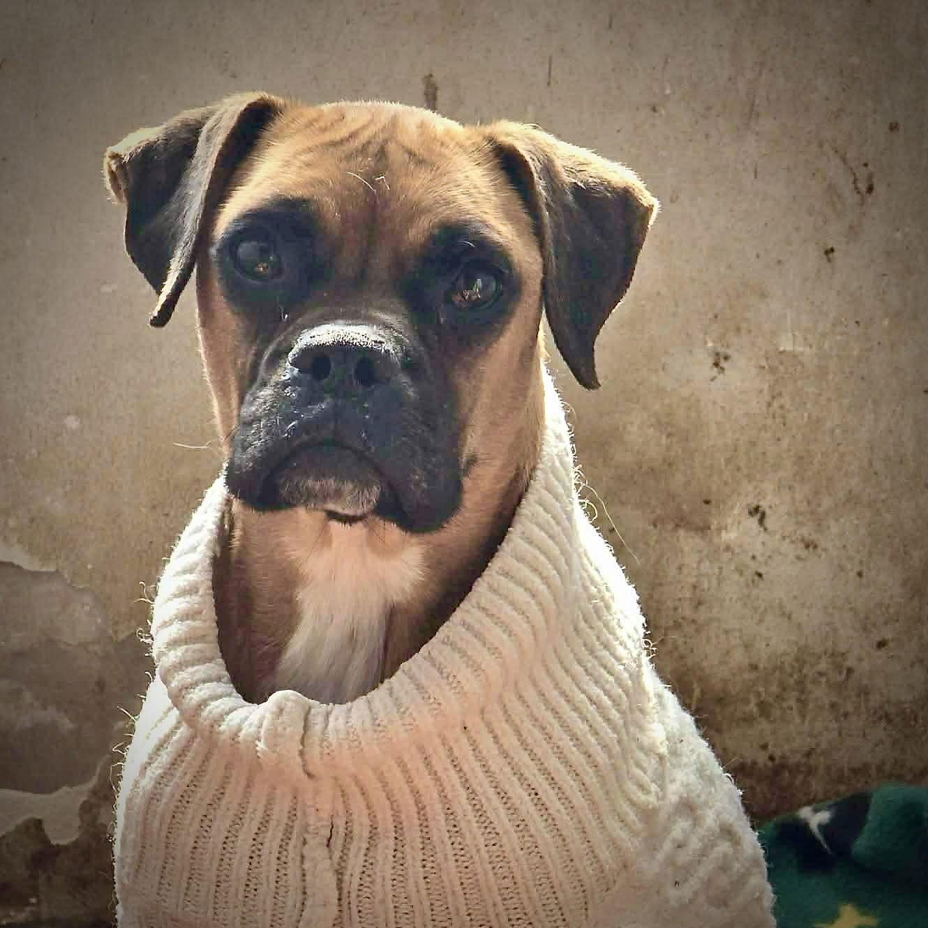 Enlarge Lila, a Adoptable Boxer in Monticello, NY image 3/3