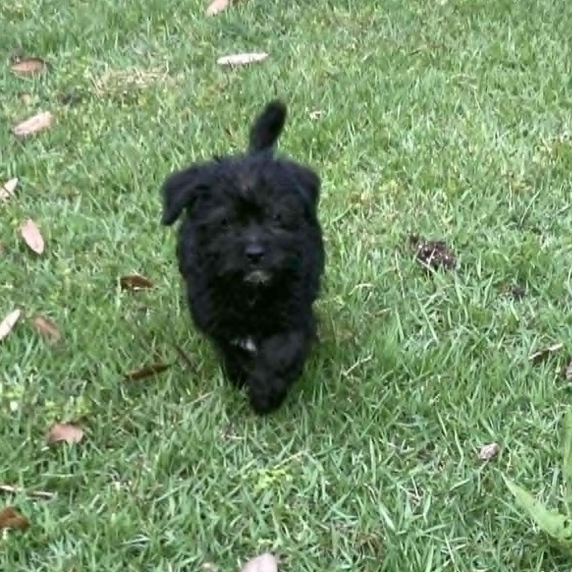 Enlarge Georgie, a Adoptable mixed breed in Tylertown, MS image 1/1
