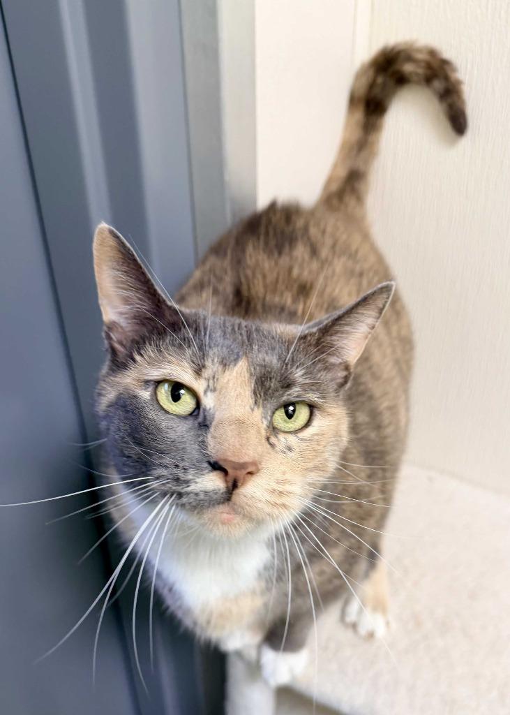 Morganna, Adopted, Adult Female Domestic Short Hair.