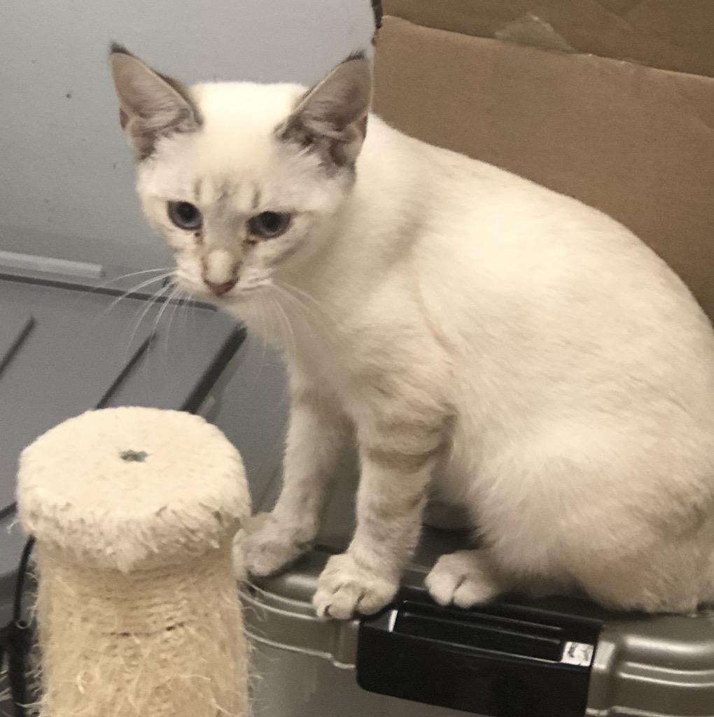 Enlarge Kitten Adoption Petsmart Wayne 10/11 12pm, a Adoptable mixed breed in Wayne , NJ image 2/4