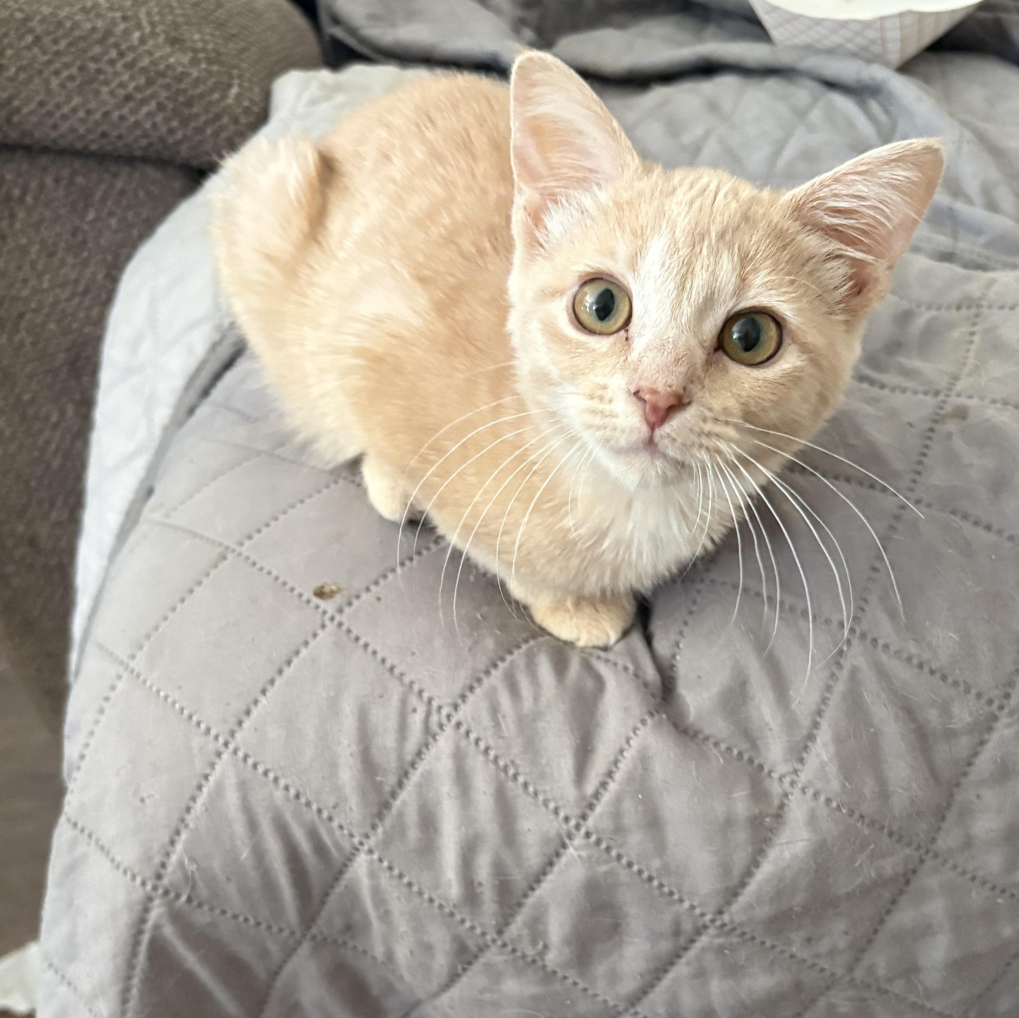 Enlarge Kitten Adoption Petsmart Wayne 10/11 12pm, a Adoptable mixed breed in Wayne , NJ image 4/4