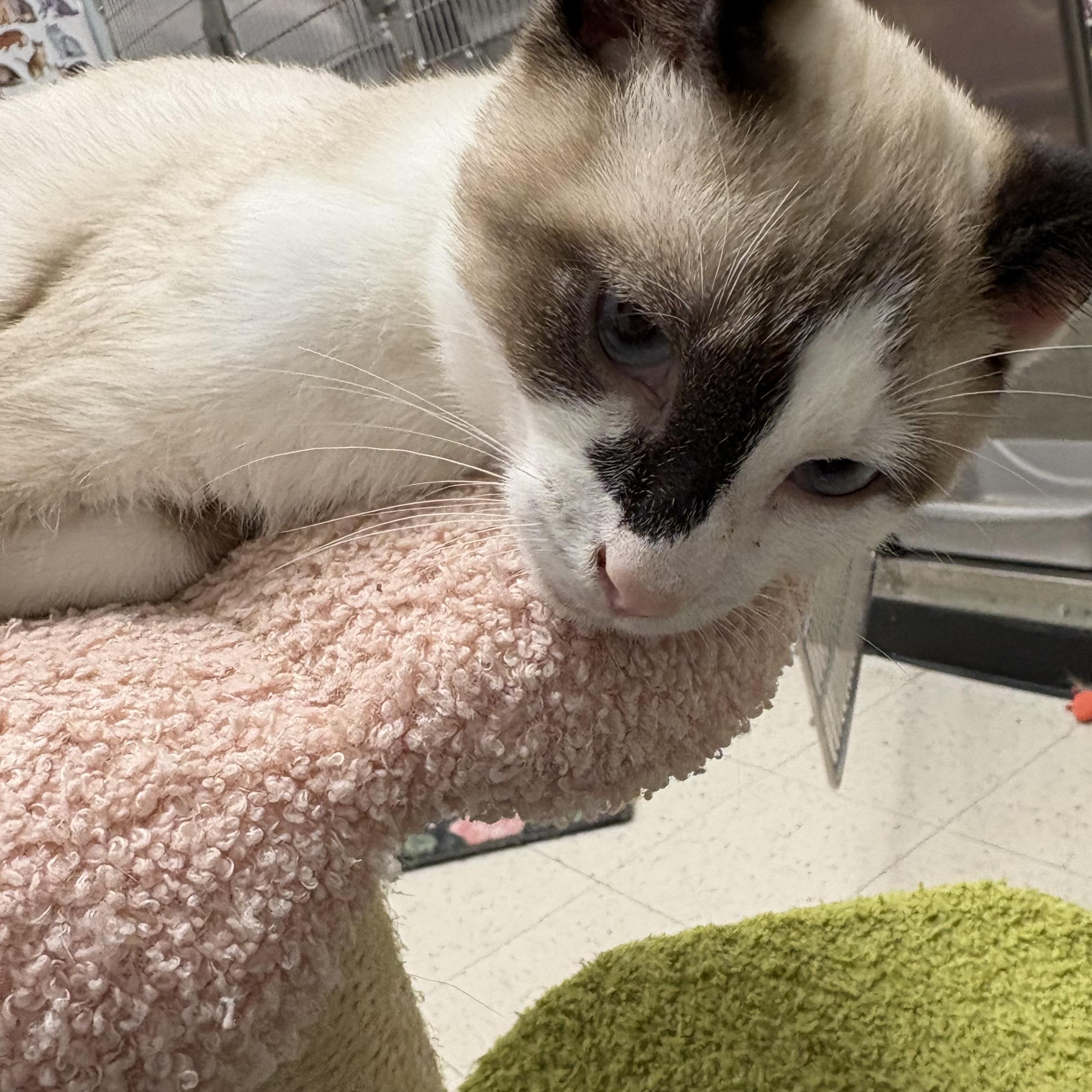 Enlarge Kitten Adoption Petsmart Wayne 10/11 12pm, a Adoptable mixed breed in Wayne , NJ image 3/4