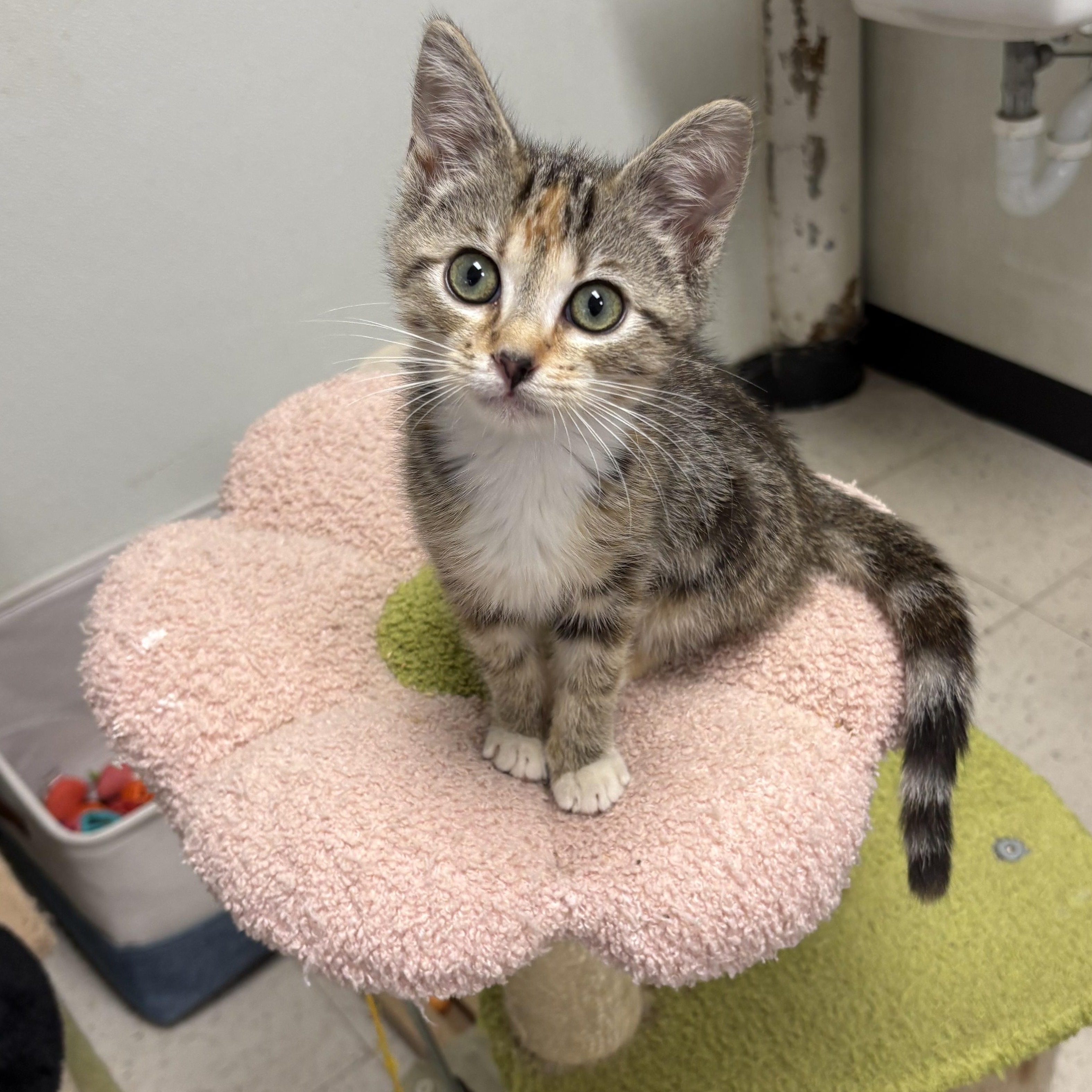 Kitten Adoption Petsmart Wayne 10/11 12pm, Adoptable, Kitten Male Siamese.
