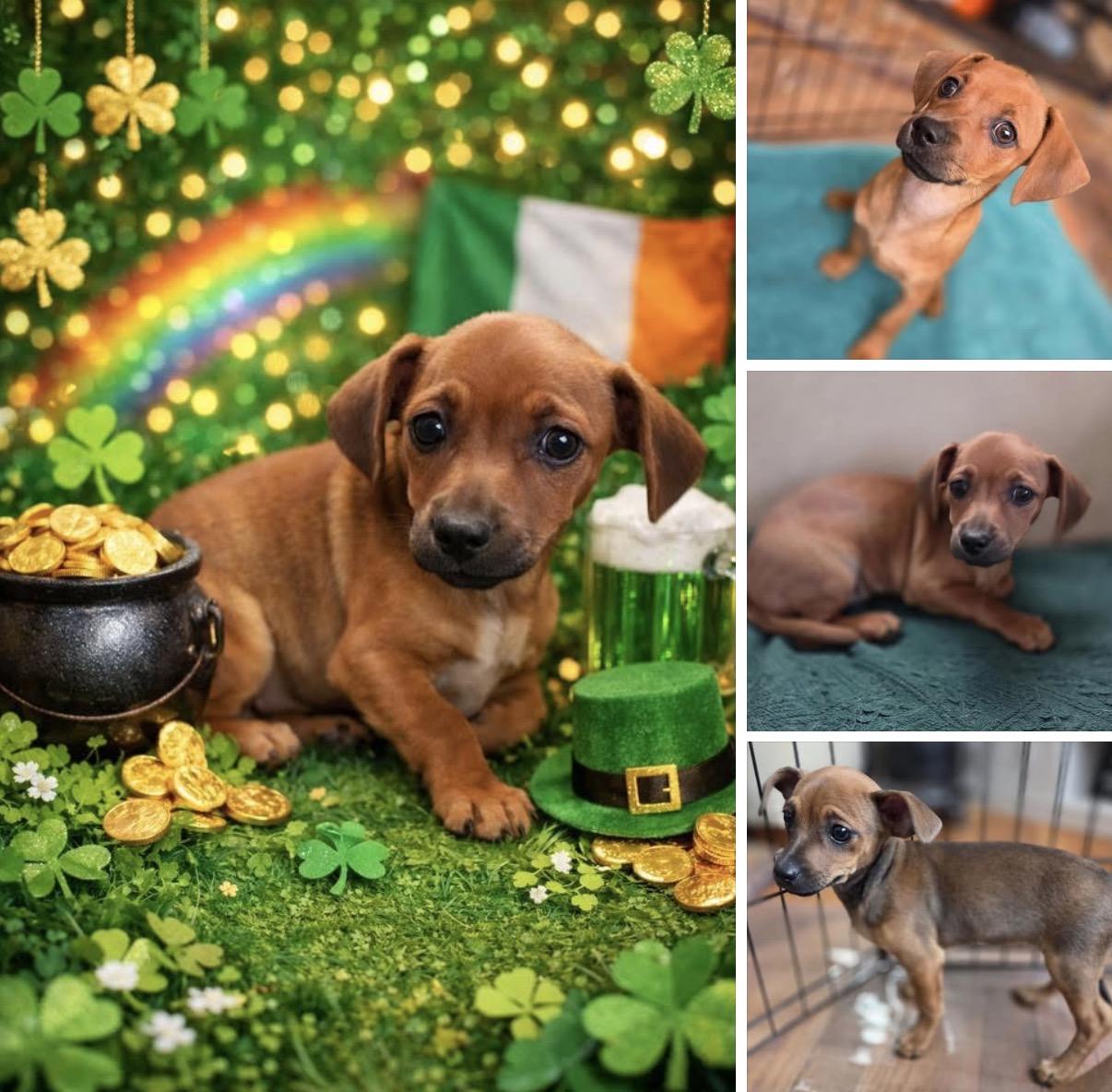 Enlarge Louise , an adopted mixed breed in Hamilton , NJ image 1/1