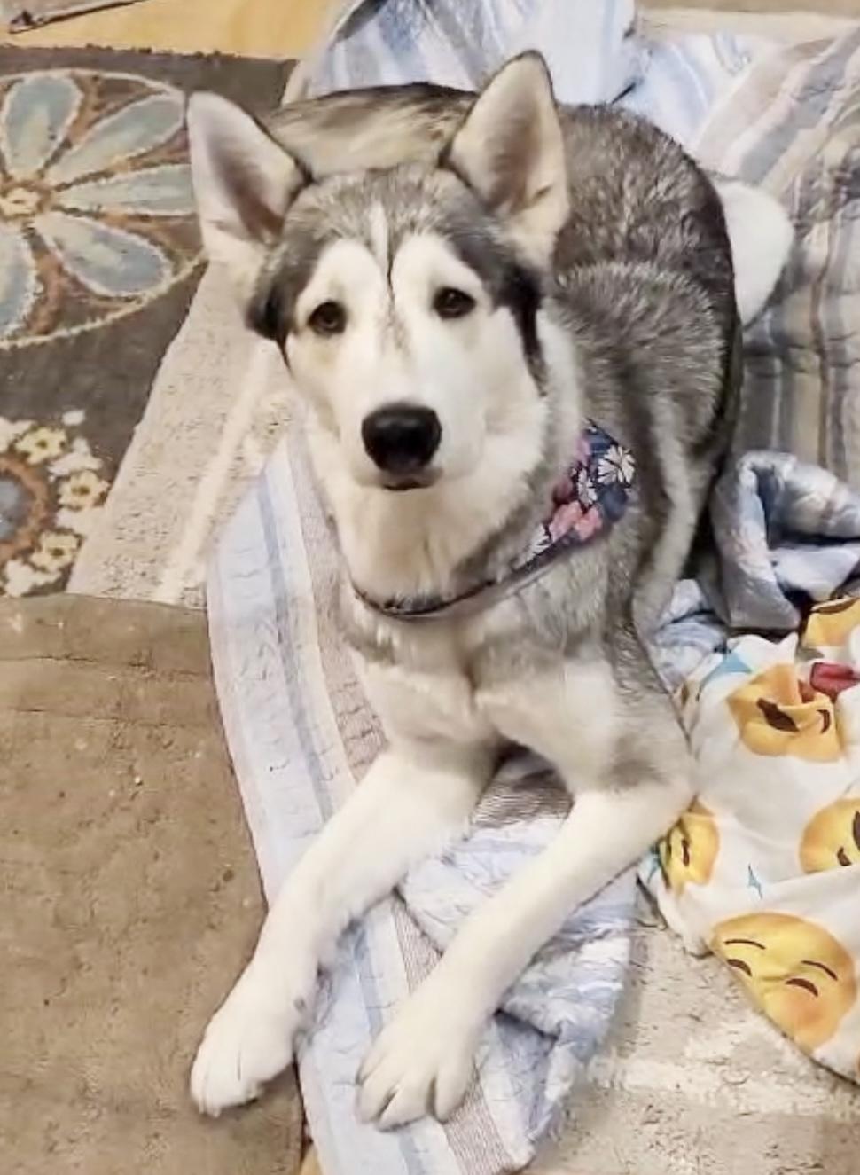 Willow, a Adopted mixed breed in Godfrey, IL image 3/5