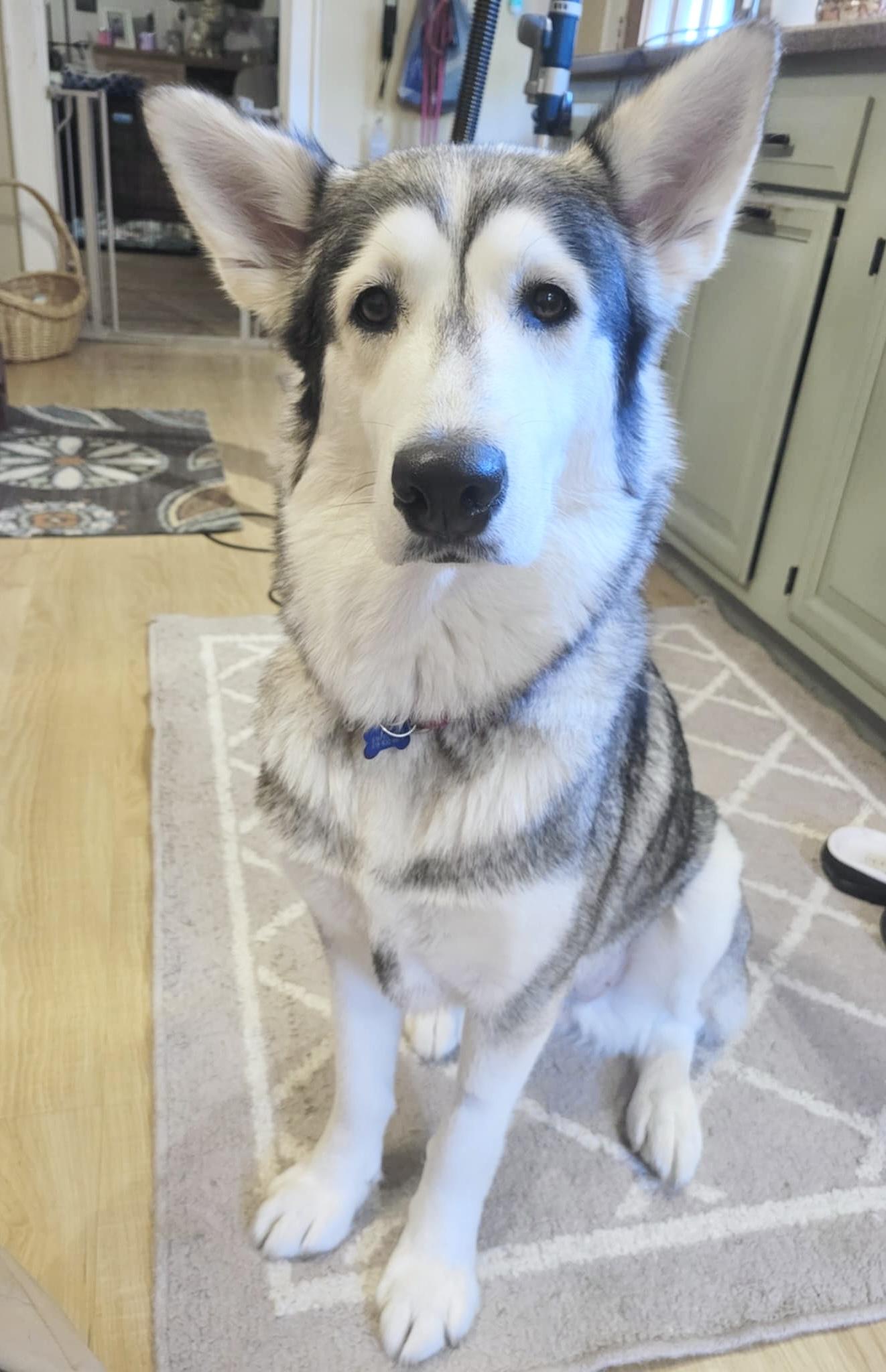 Willow, Adopted, Adult Female Husky & Alaskan Malamute.