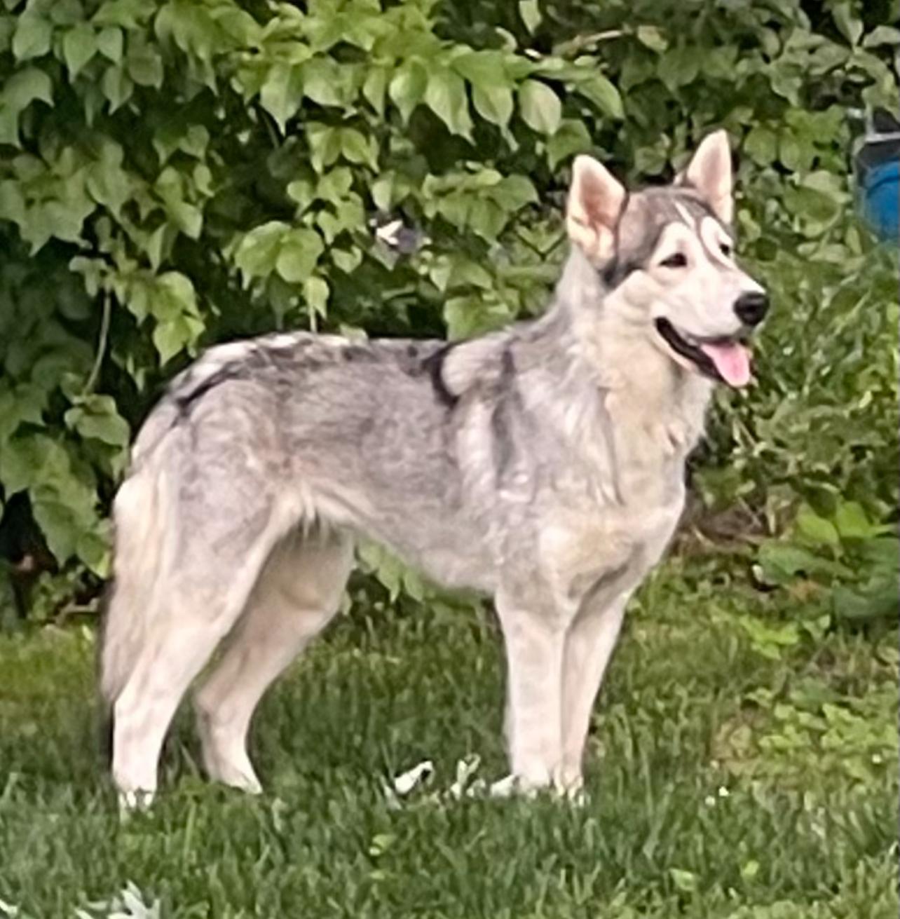 Willow, a Adopted mixed breed in Godfrey, IL image 5/5