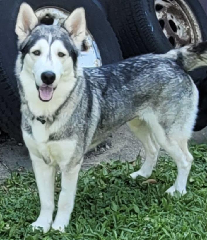 Willow, a Adopted mixed breed in Godfrey, IL image 4/5