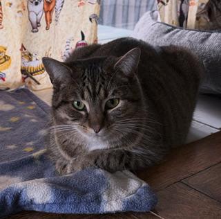 Vidiano, Adoptable, Adult Female Domestic Short Hair.