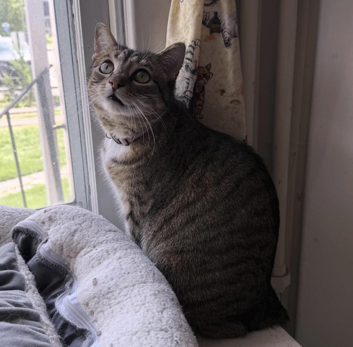 Enlarge Vidiano, a Adoptable Domestic Short Hair in Berkeley Springs, WV image 2/6