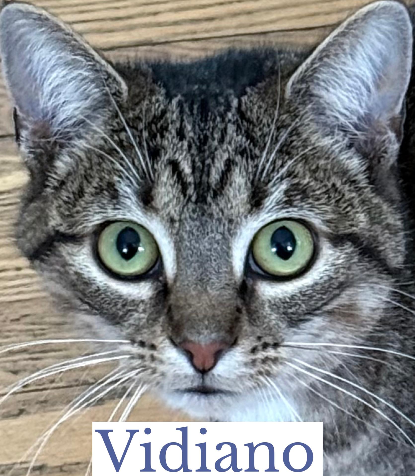 Vidiano, a Adoptable Domestic Short Hair in Berkeley Springs, WV image 2/6