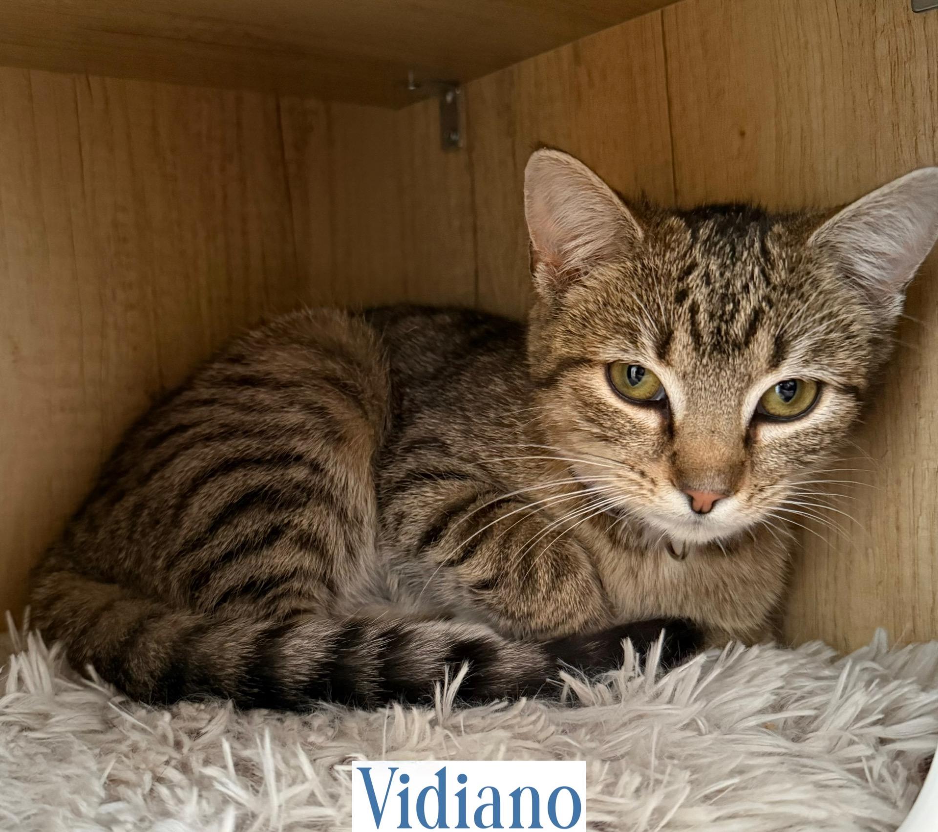 Vidiano, a Adoptable Domestic Short Hair in Berkeley Springs, WV image 4/6