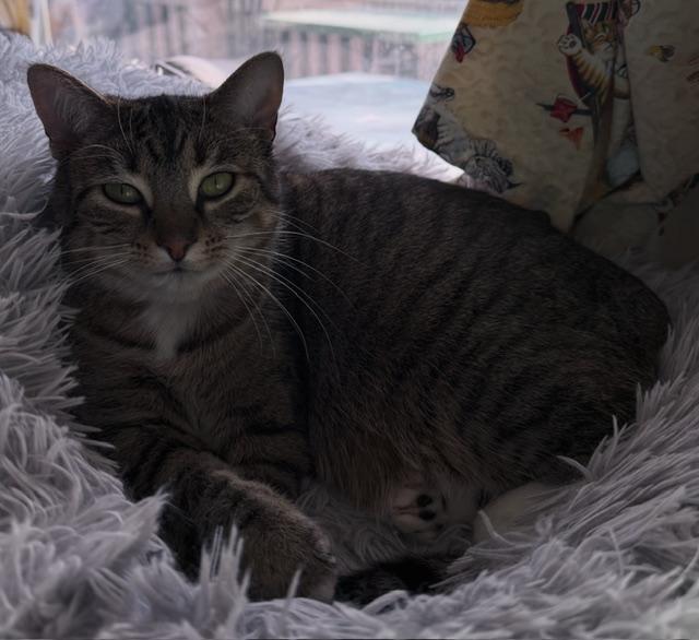 Enlarge Vidiano, a Adoptable Domestic Short Hair in Berkeley Springs, WV image 1/6