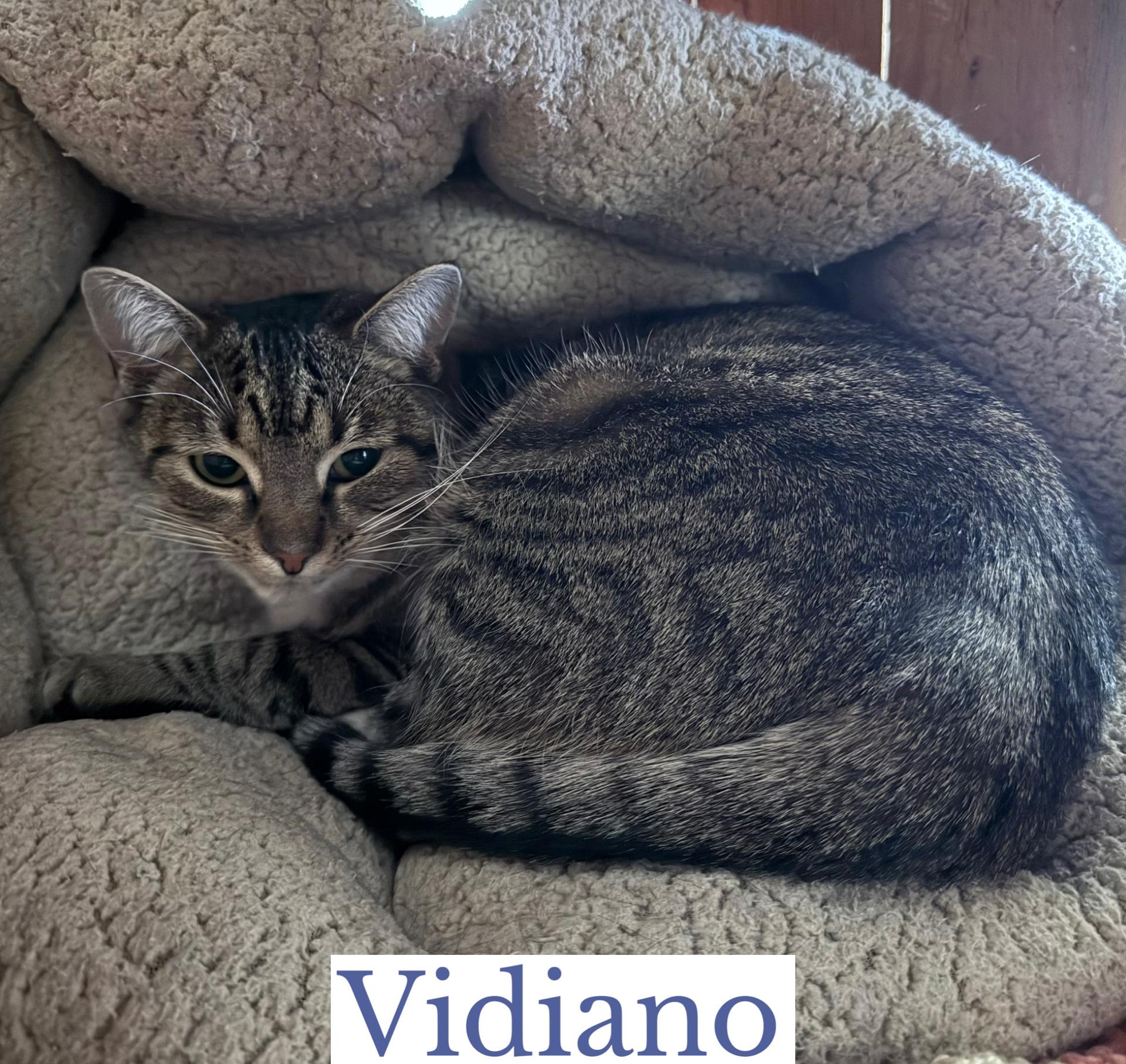 Vidiano, Adoptable, Adult Female Domestic Short Hair.