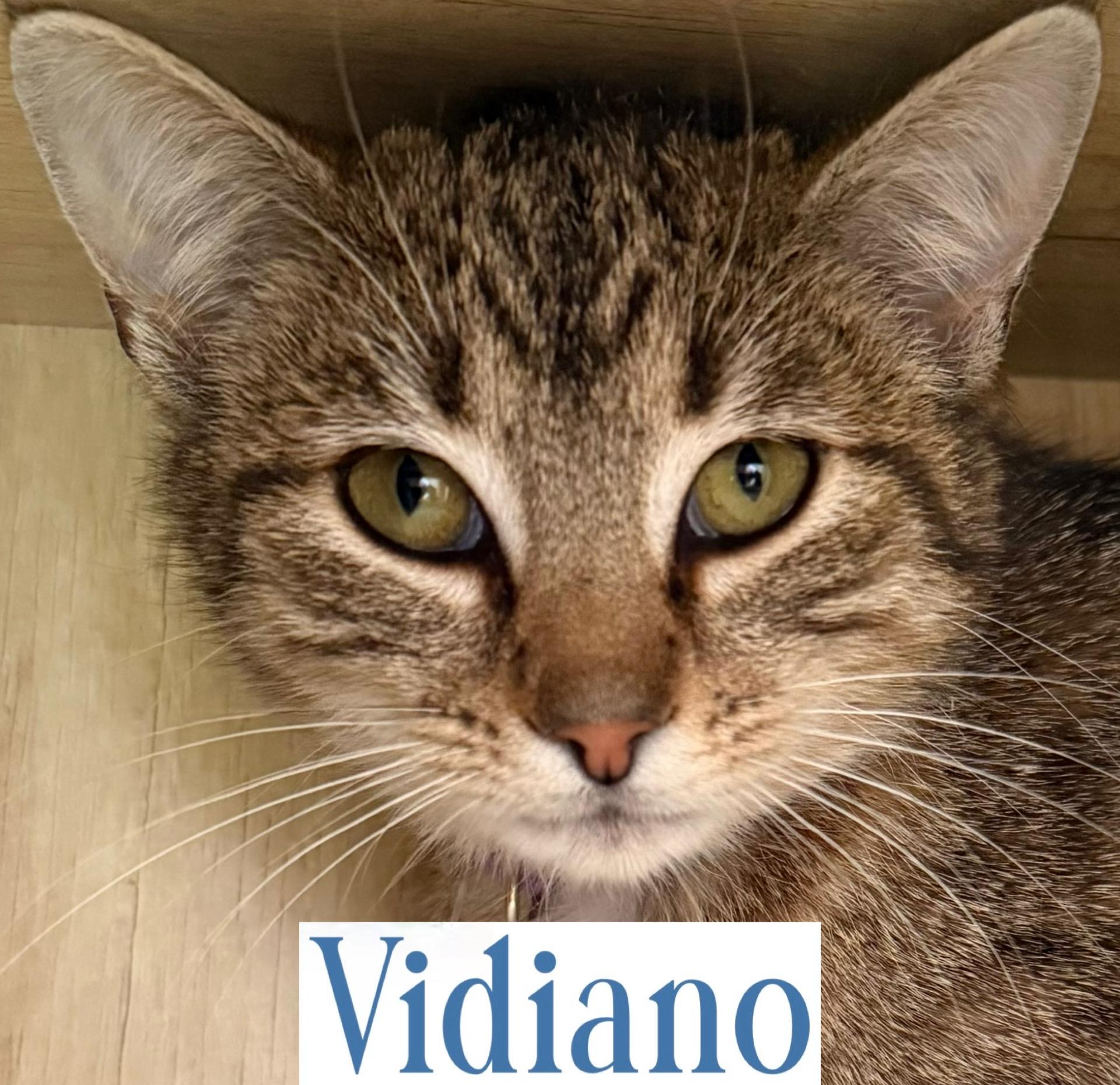 Vidiano, a Adoptable Domestic Short Hair in Berkeley Springs, WV image 6/6