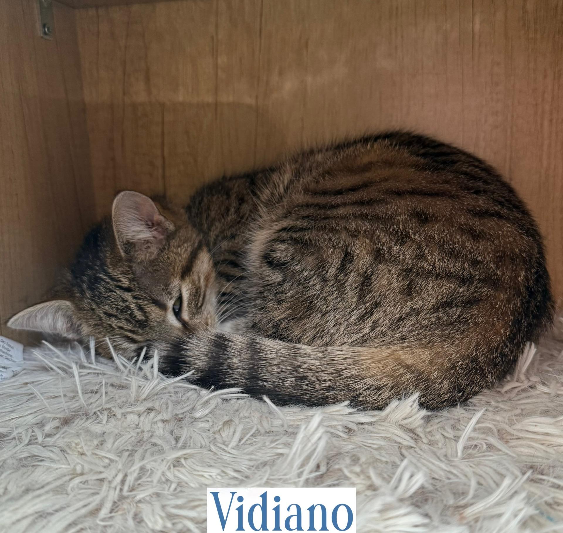Vidiano, a Adoptable Domestic Short Hair in Berkeley Springs, WV image 5/6