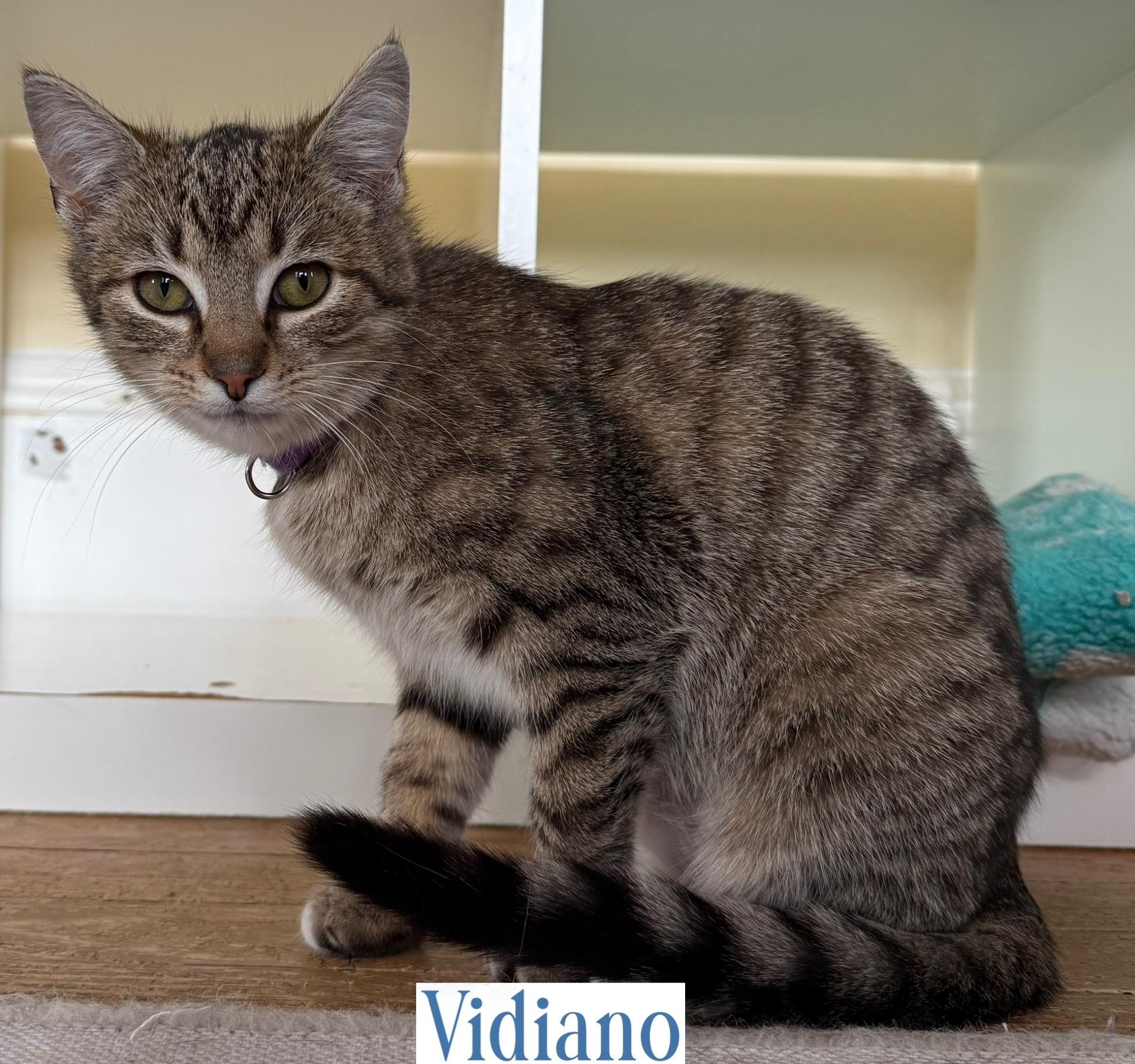 Vidiano, Adoptable, Adult Female Domestic Short Hair.