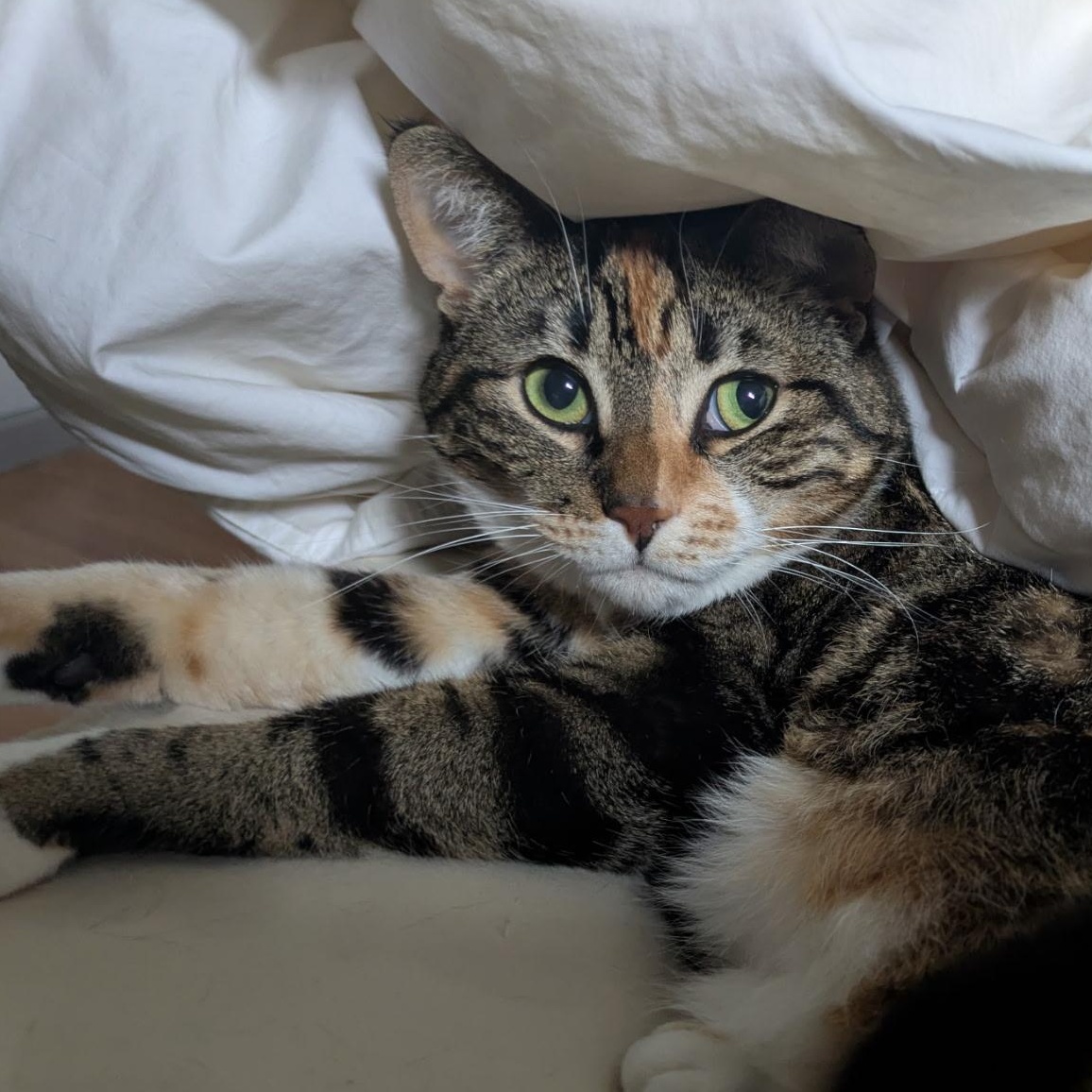 Enlarge Evie, a Adoptable Domestic Short Hair in Renton , WA image 2/6