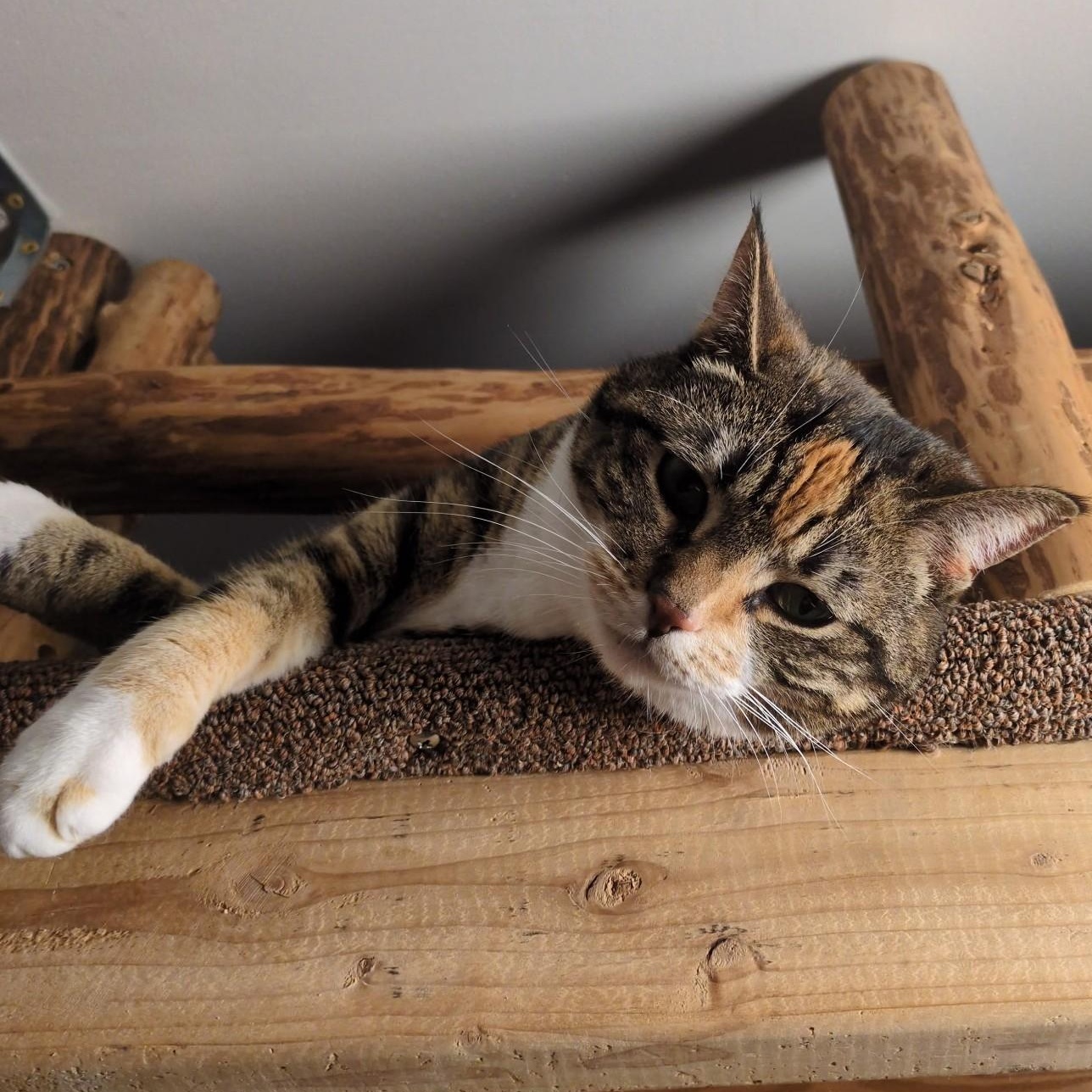 Enlarge Evie, a Adoptable Domestic Short Hair in Renton , WA image 4/6