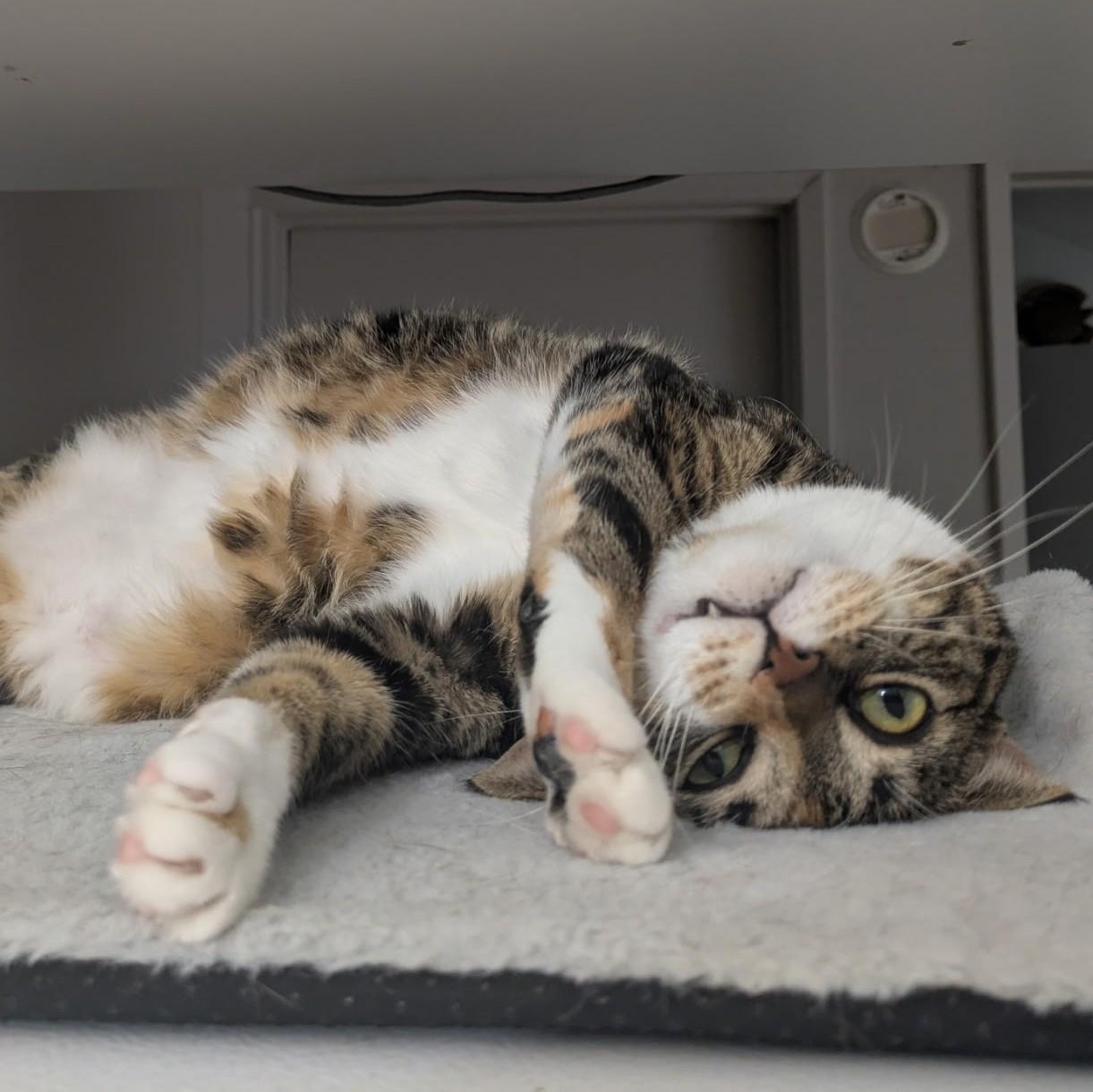 Enlarge Evie, a Adoptable Domestic Short Hair in Renton , WA image 3/6