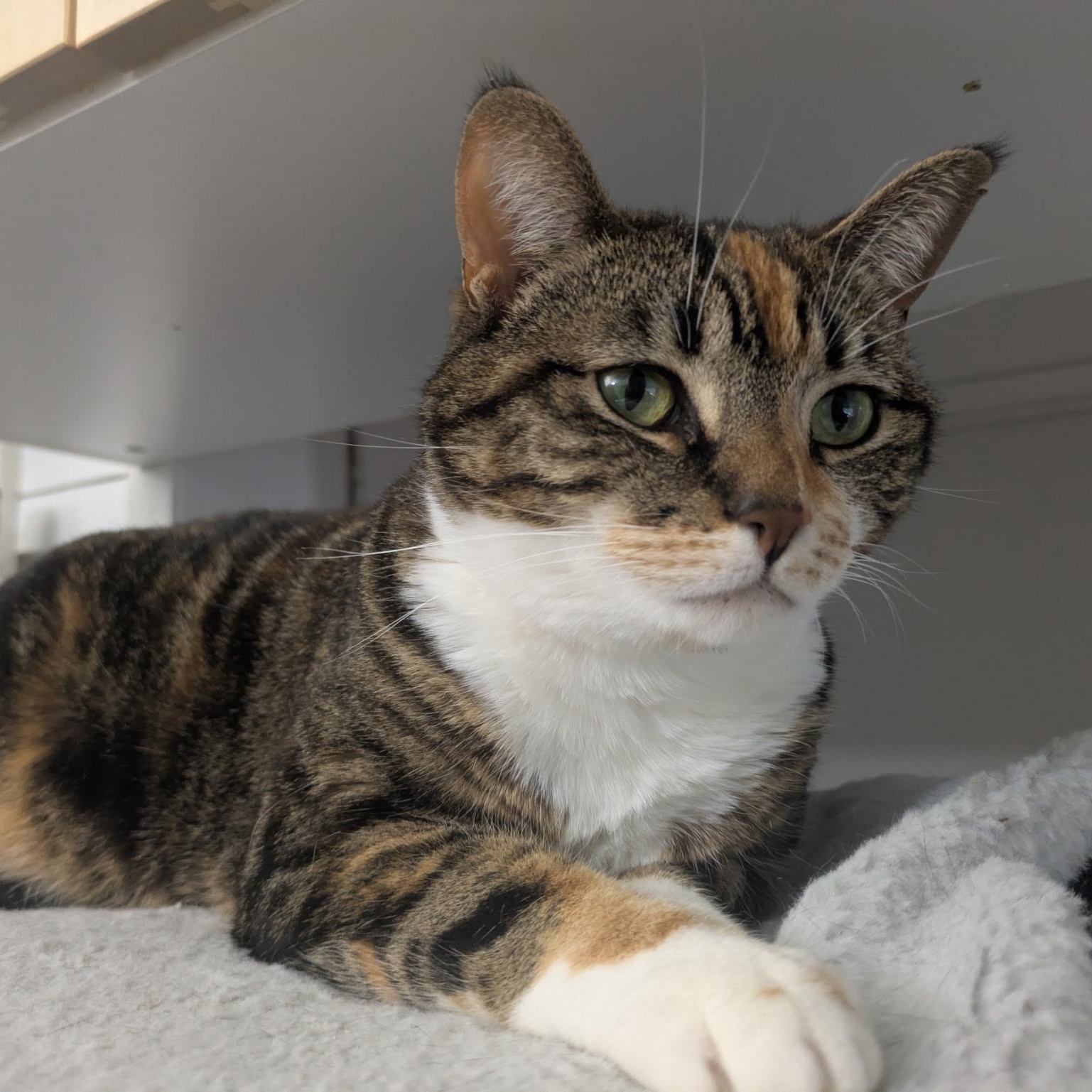 Evie, Adoptable, Adult Female Domestic Short Hair.