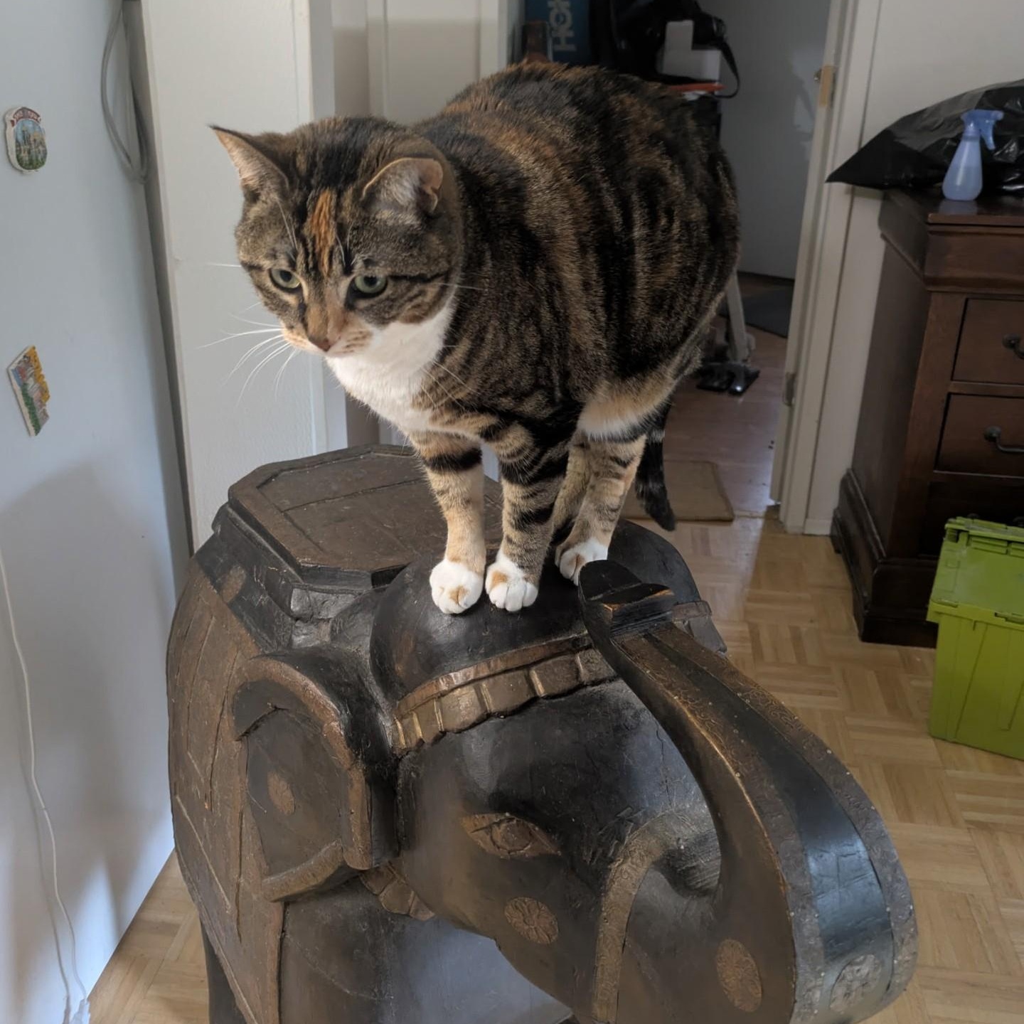 Enlarge Evie, a Adoptable Domestic Short Hair in Renton , WA image 5/6