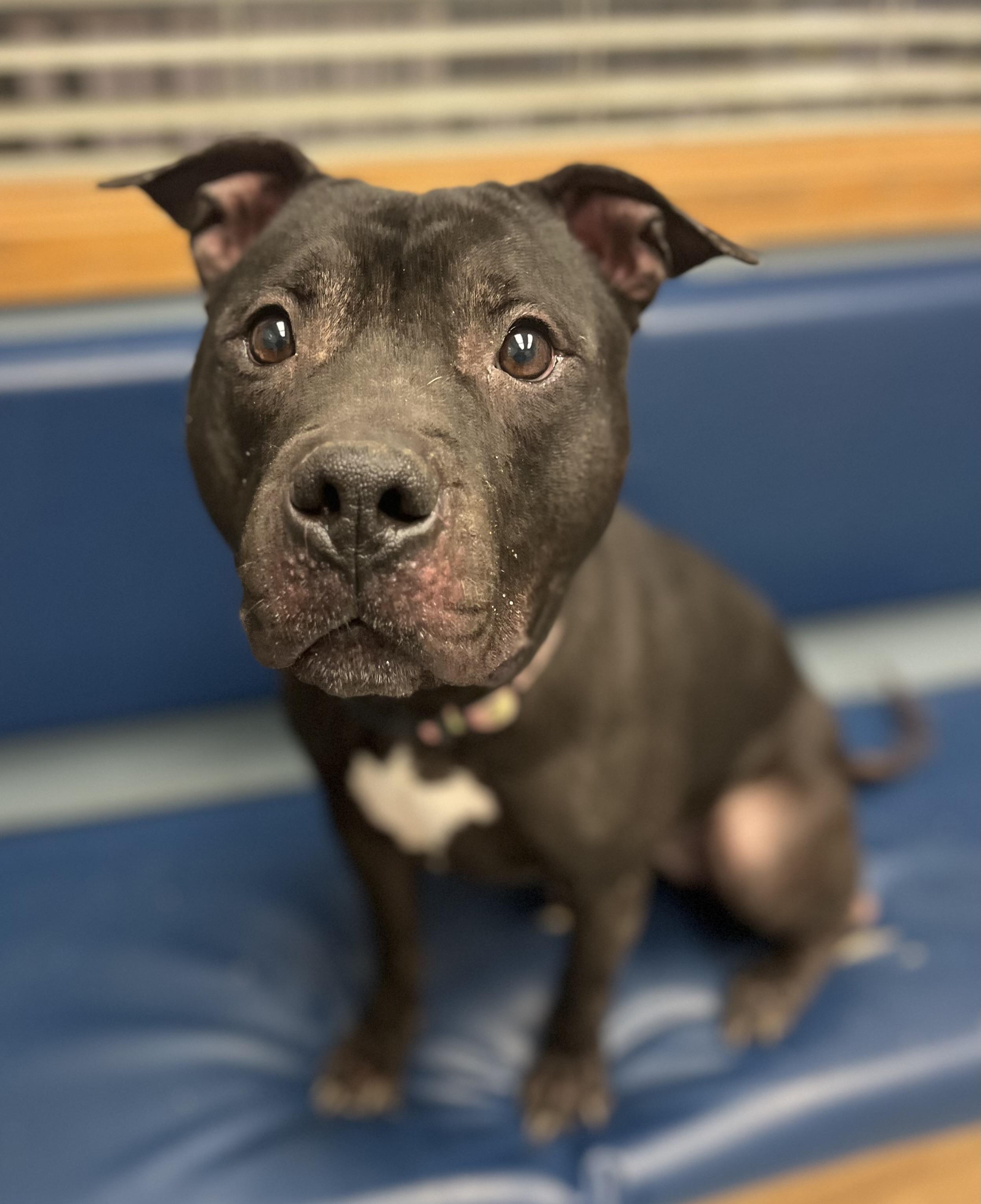 Enlarge Newt , a ADOPTABLE mixed breed in Buffalo, NY image 2/6