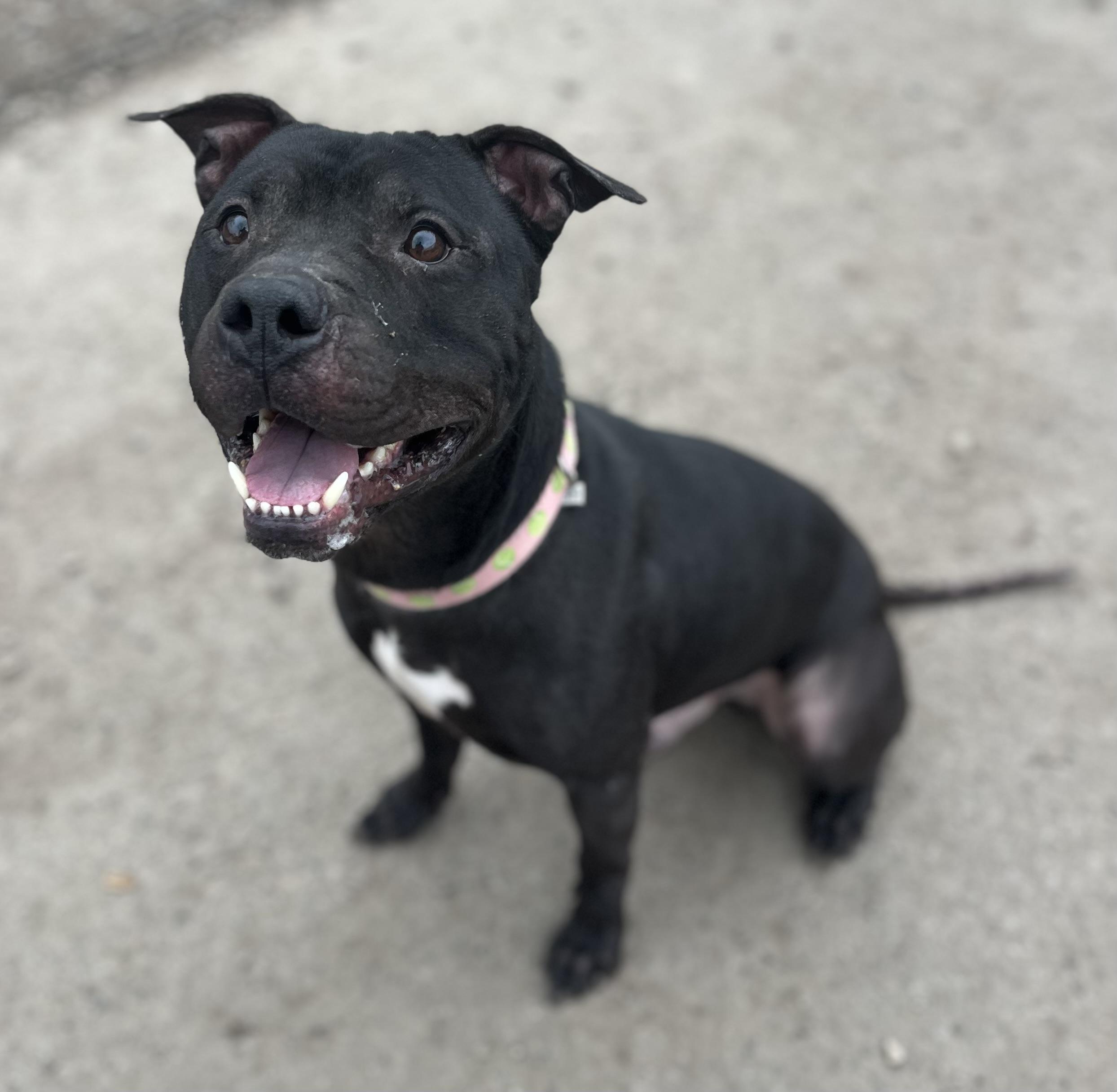 Enlarge Newt , a ADOPTABLE mixed breed in Buffalo, NY image 4/6