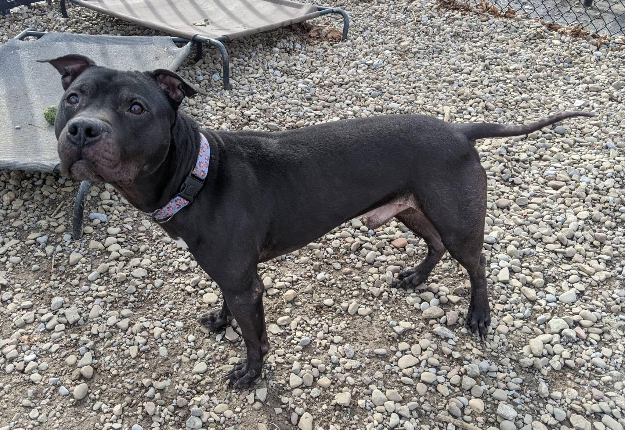 Enlarge Newt , a ADOPTABLE mixed breed in Buffalo, NY image 6/6