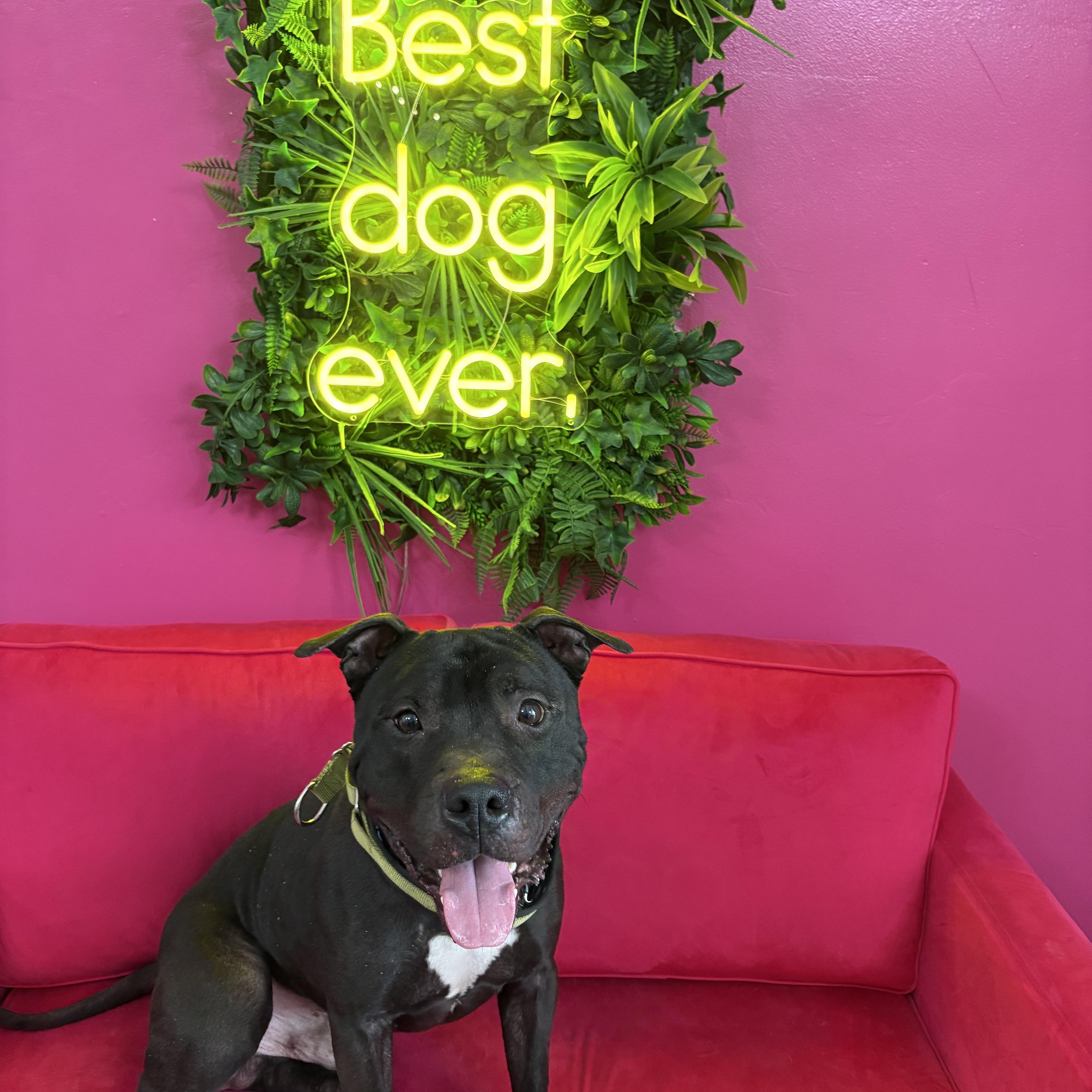 Enlarge Newt , a ADOPTABLE mixed breed in Buffalo, NY image 6/6