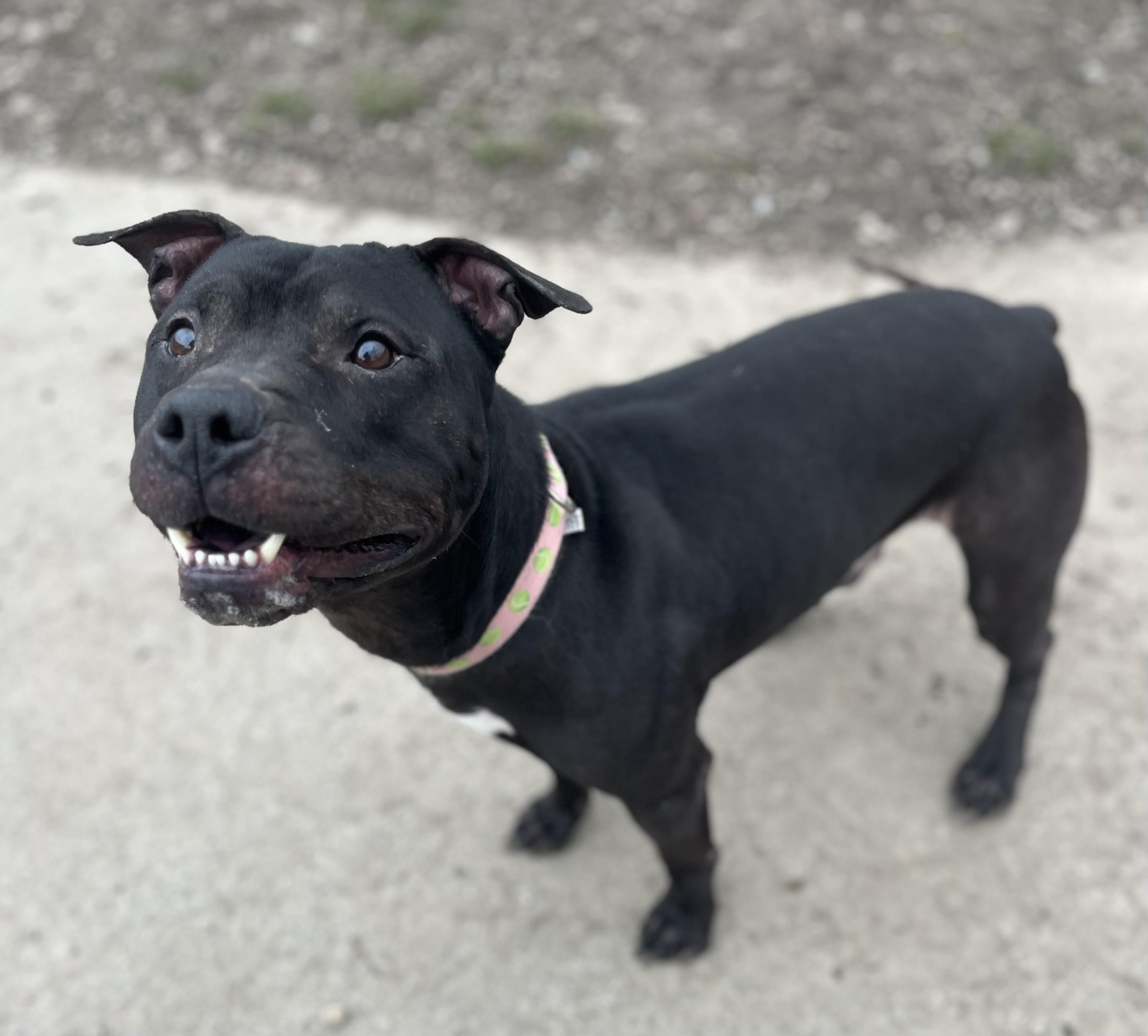Enlarge Newt , a ADOPTABLE mixed breed in Buffalo, NY image 5/6