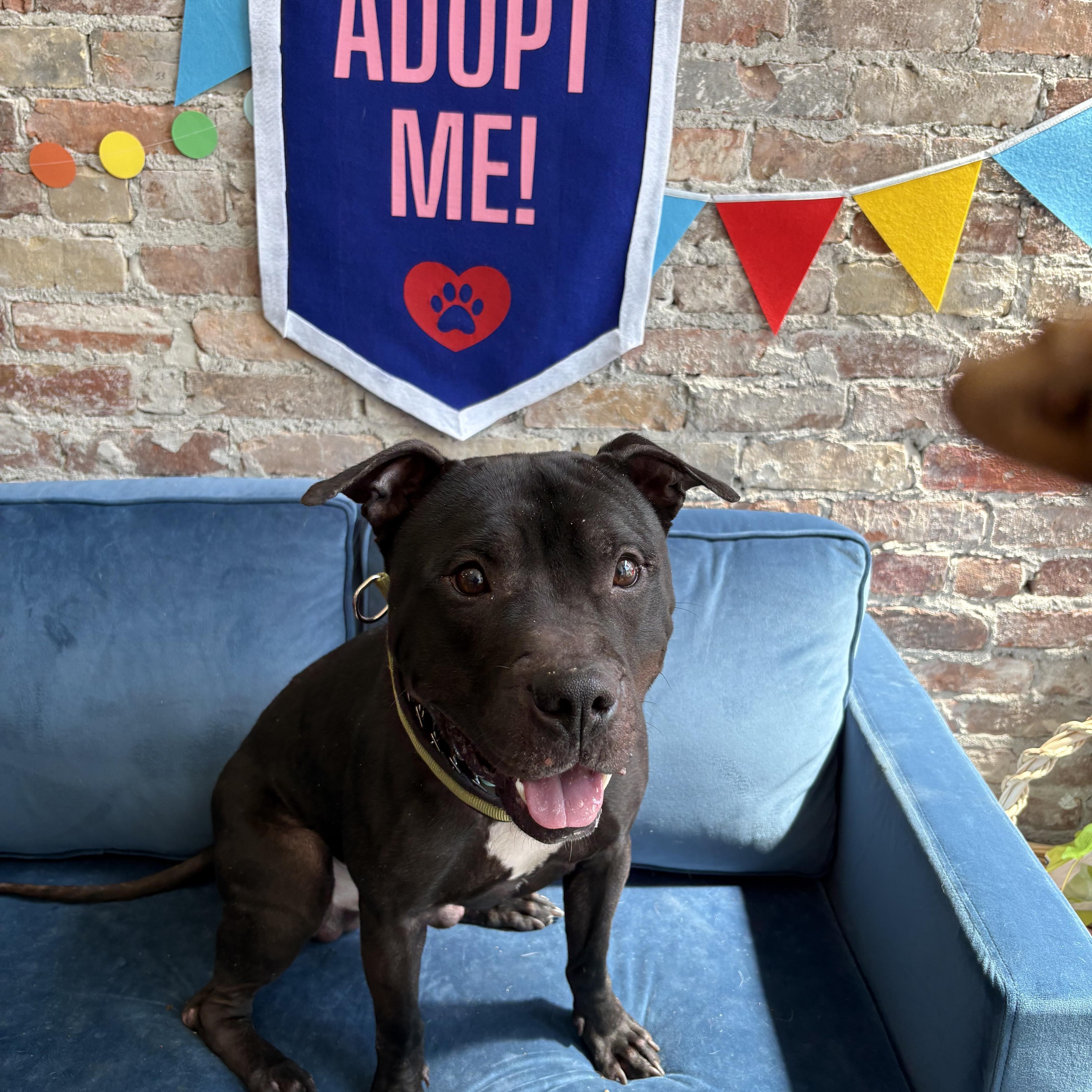 Newt , ADOPTABLE, Young Male Pit Bull Terrier.
