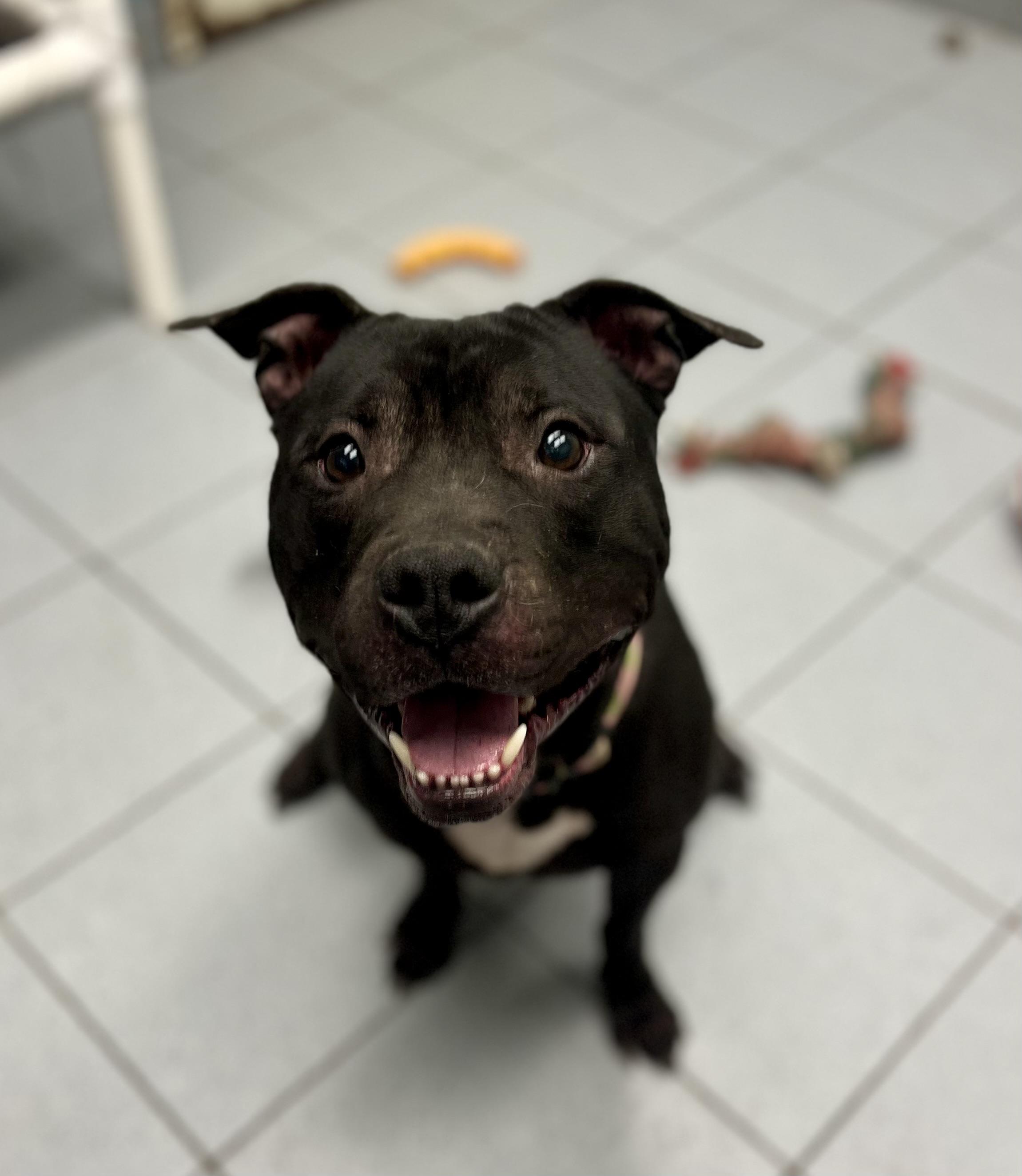 Enlarge Newt , a ADOPTABLE mixed breed in Buffalo, NY image 1/6