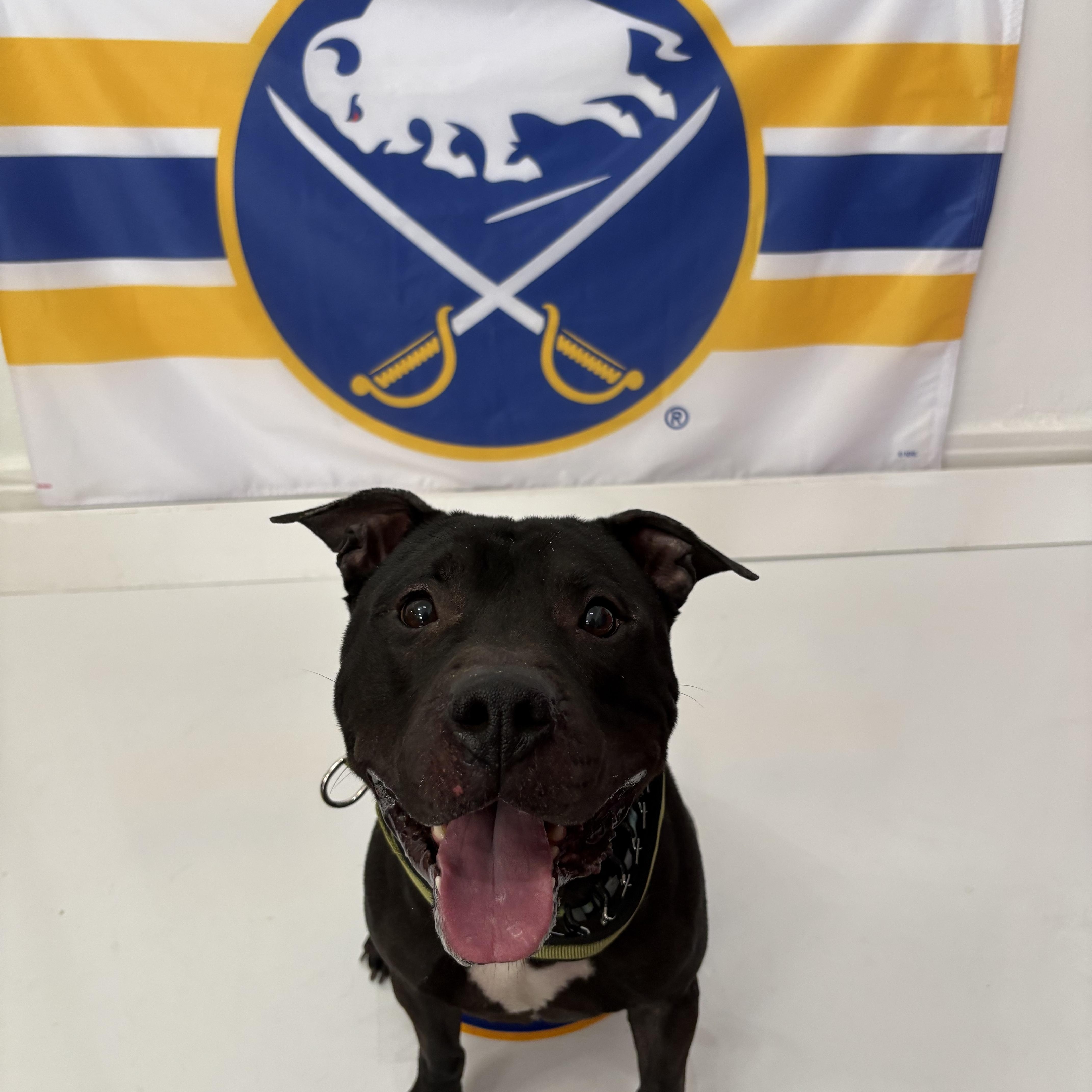 Enlarge Newt , a ADOPTABLE mixed breed in Buffalo, NY image 5/6