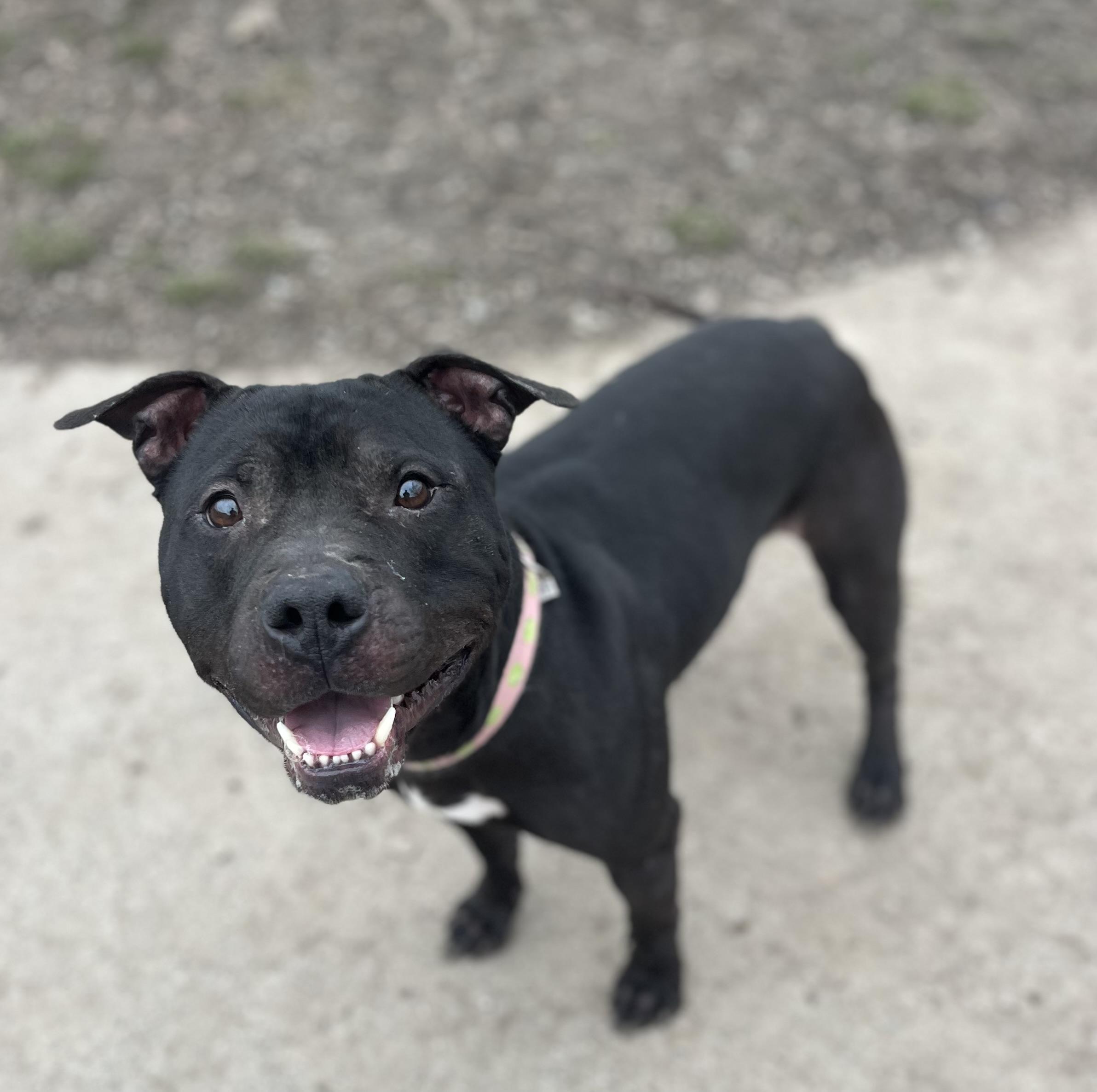 Enlarge Newt , a ADOPTABLE mixed breed in Buffalo, NY image 3/6