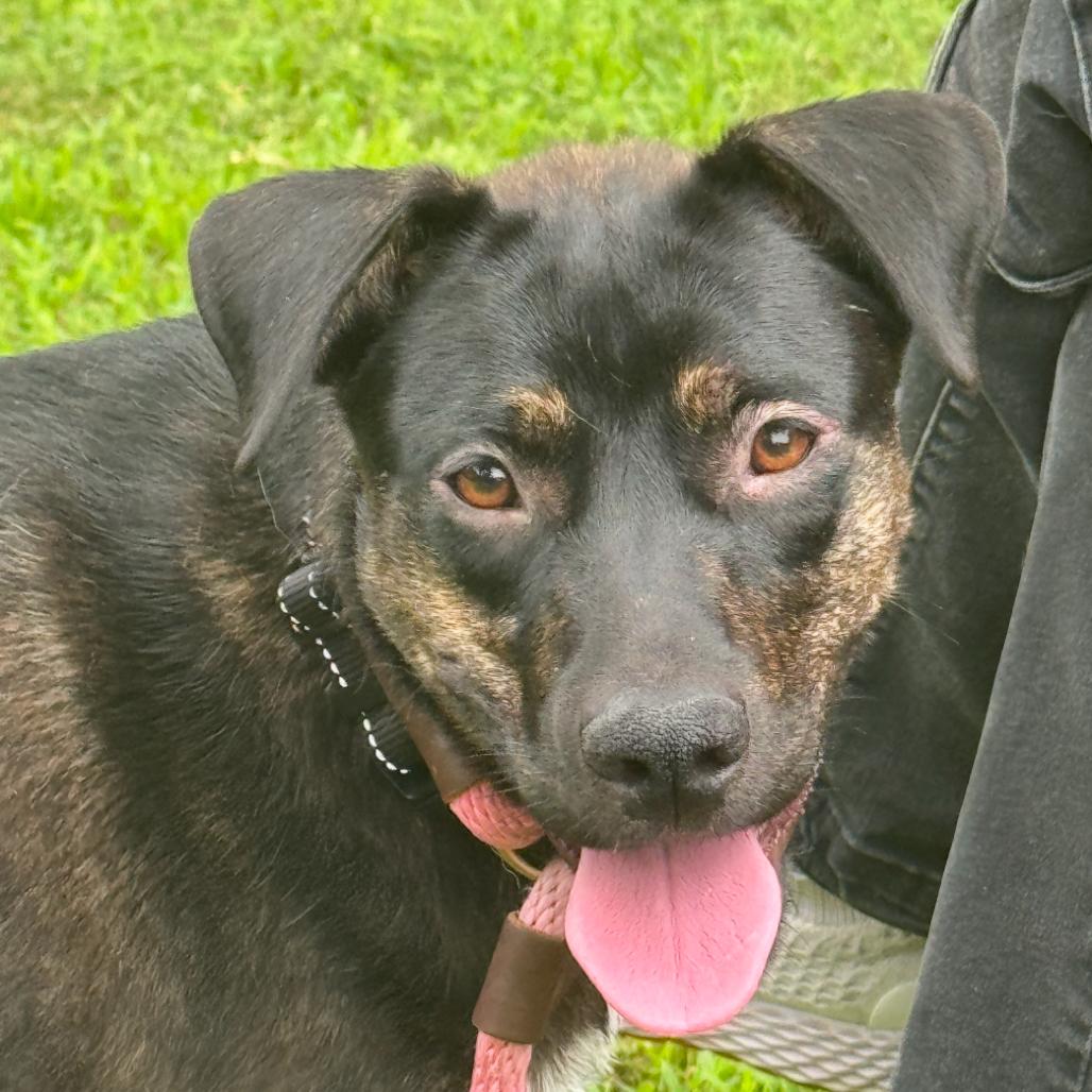 Enlarge Lucy, a Adoptable Mixed Breed in Greenfield, IN image 1/1