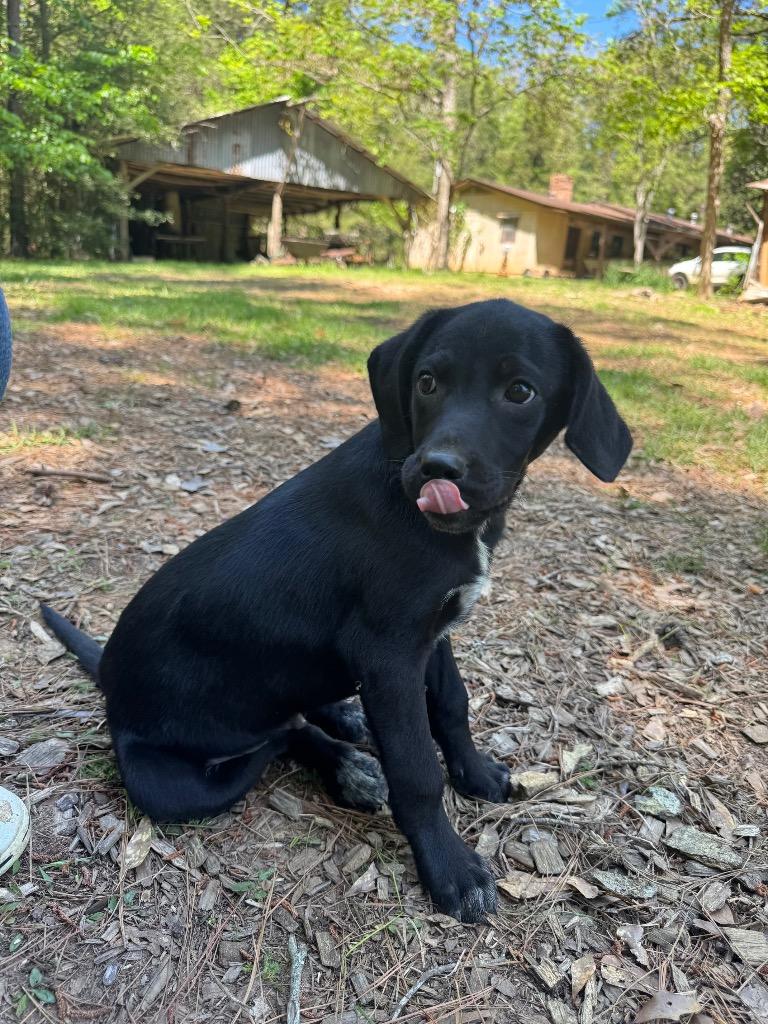 Mopie, Adoptable, Puppy Male Labrador Retriever & Mixed Breed.