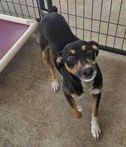 Julien, a ADOPTABLE mixed breed in Sudbury, MA image 2/2