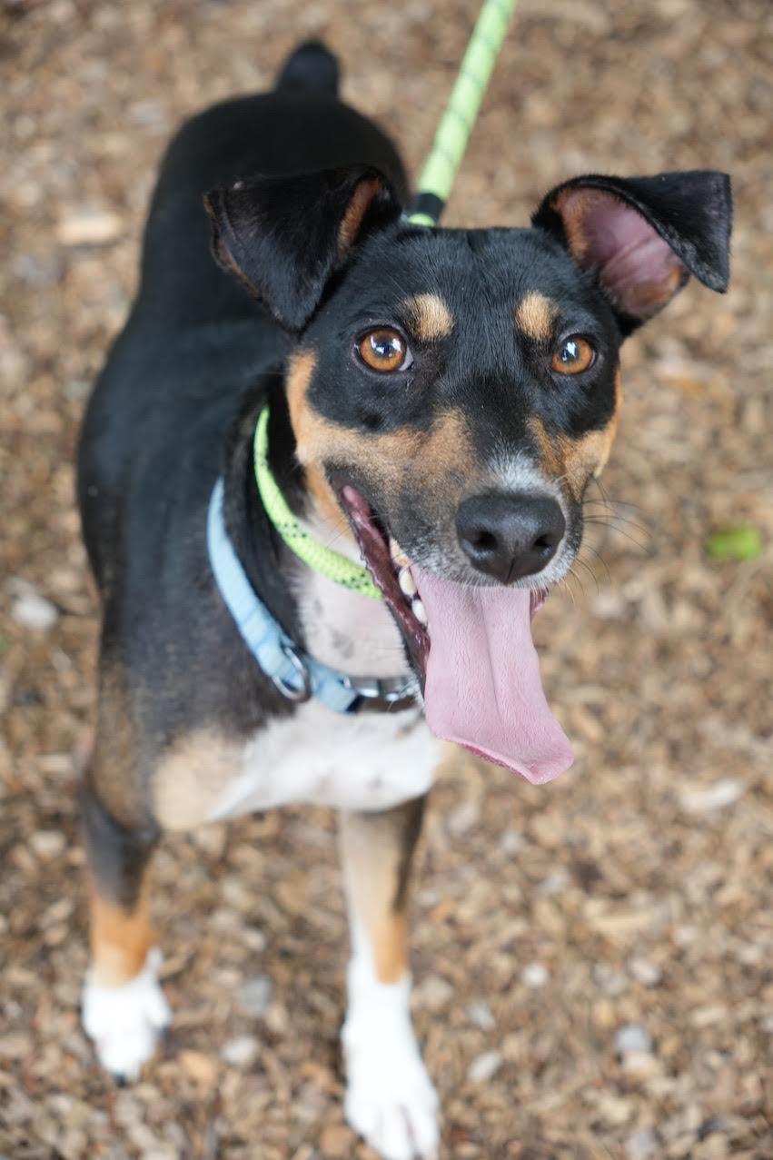 Julien, ADOPTABLE, Young Male Rat Terrier & Miniature Pinscher.
