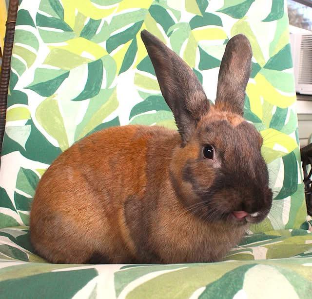 Enlarge Moose, a Adoptable American in Hillside, NJ image 2/3